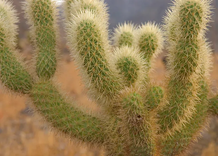 Teddy Bear Cholla (Cylindropuntia Bigelovii) — Its segmented joints easily detach, aiding in propagation