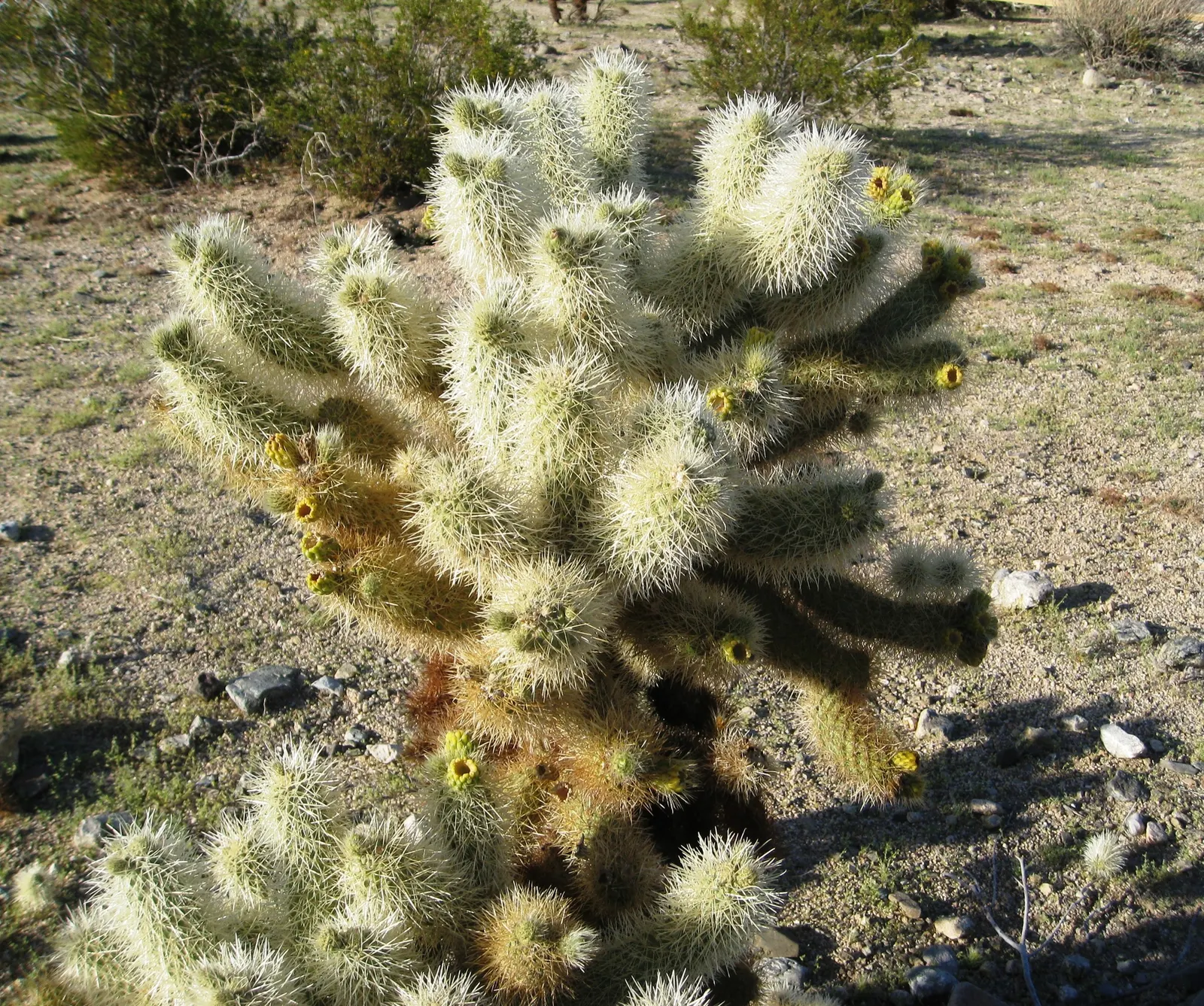 Teddy Bear Cholla (Cylindropuntia Bigelovii) — This upright plant typically reaches 3-5 feet in height; which can grow up to 5 feet tall and spread, image 54