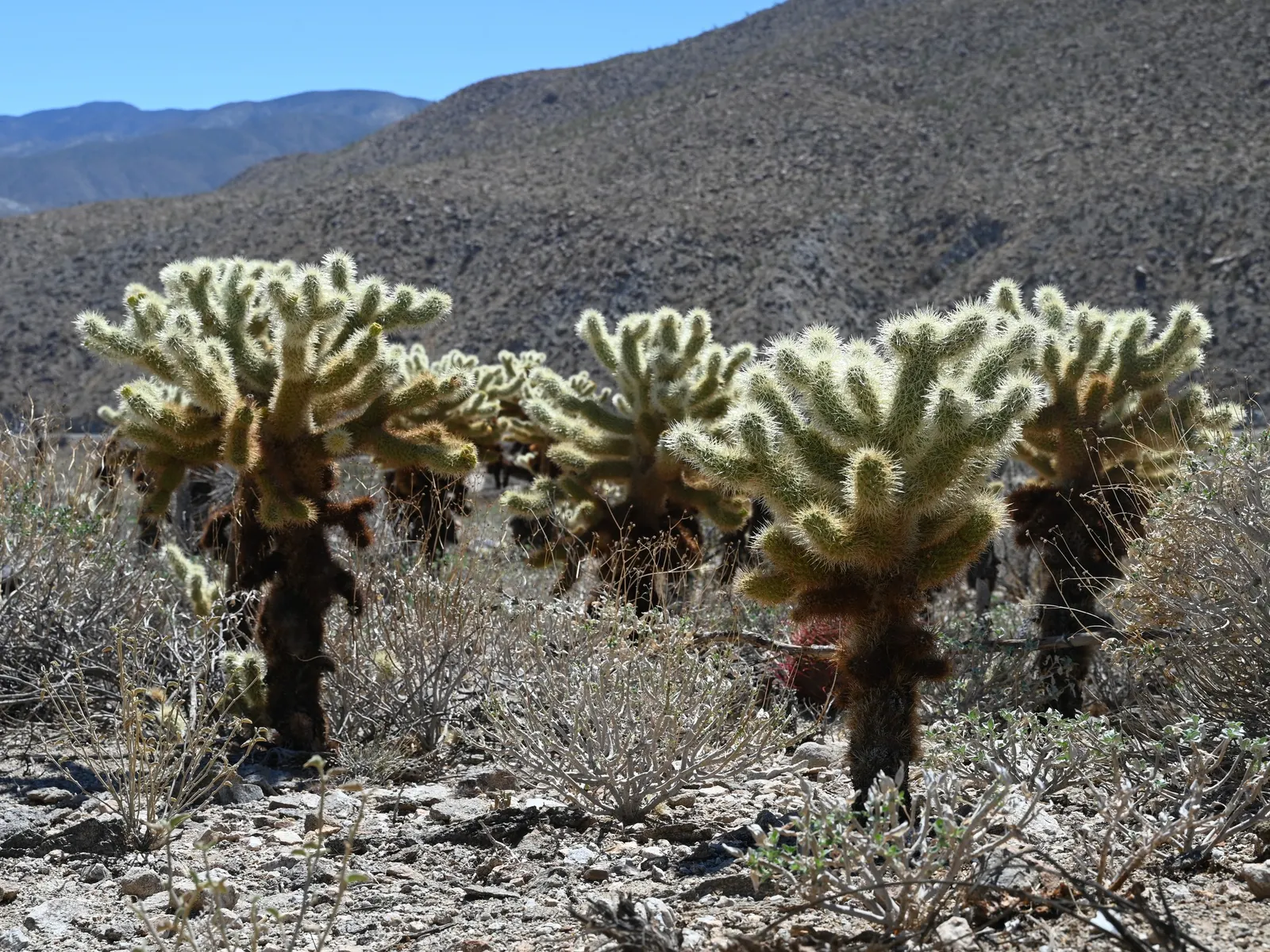 Teddy Bear Cholla (Cylindropuntia Bigelovii) — followed by knobby fruits that persist on the plant; is a captivating specimen renowned for its, image 72