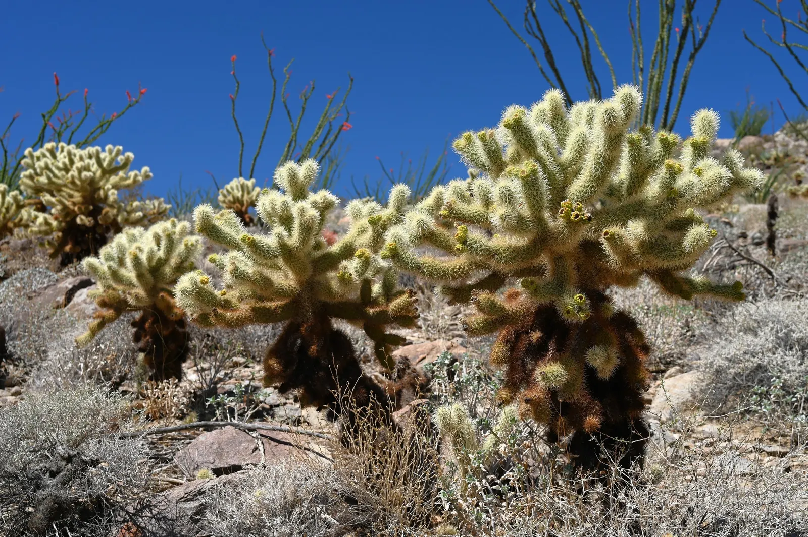 Teddy Bear Cholla (Cylindropuntia Bigelovii) — cactus for full; with spines that readily attach to passersby, image 78