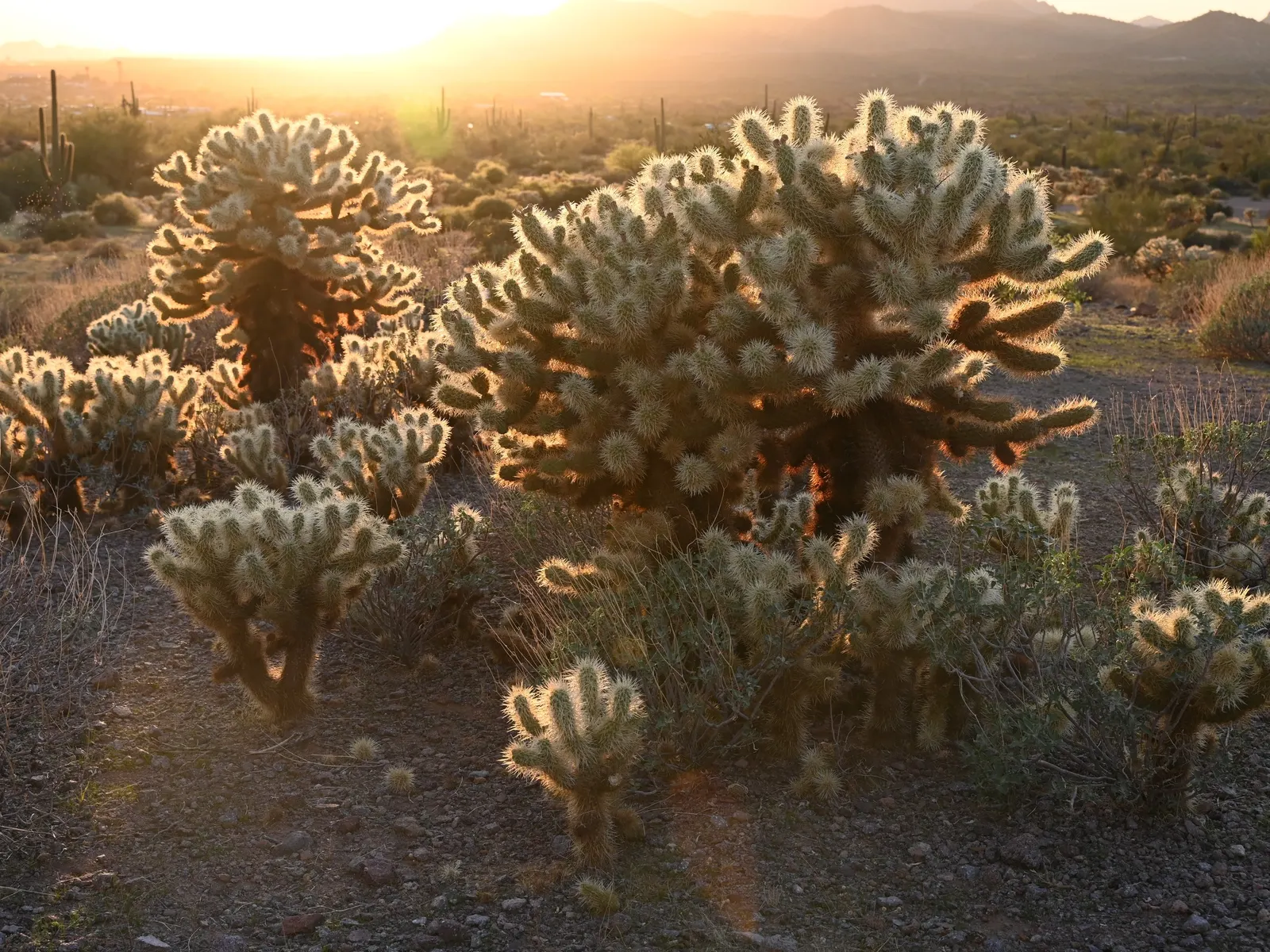 Teddy Bear Cholla (Cylindropuntia Bigelovii) — The Teddy Bear Cholla (Cylindropuntia bigelovii) is a distinctive cactus native to the Southwest, image 53