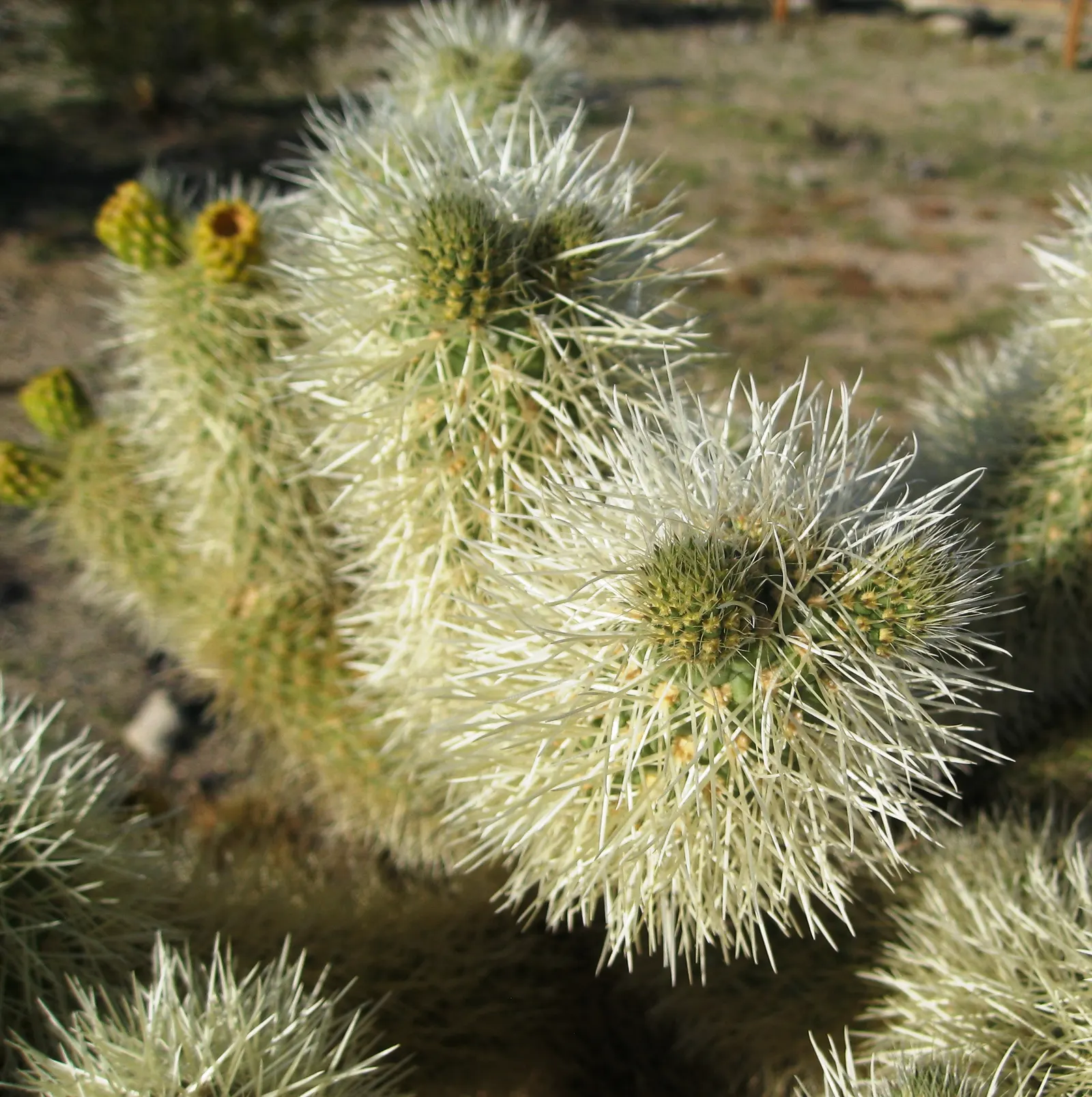 Teddy Bear Cholla (Cylindropuntia Bigelovii) — as it demands well-draining soil and full sun exposure to mimic its desert habitat; but during prolonged dry