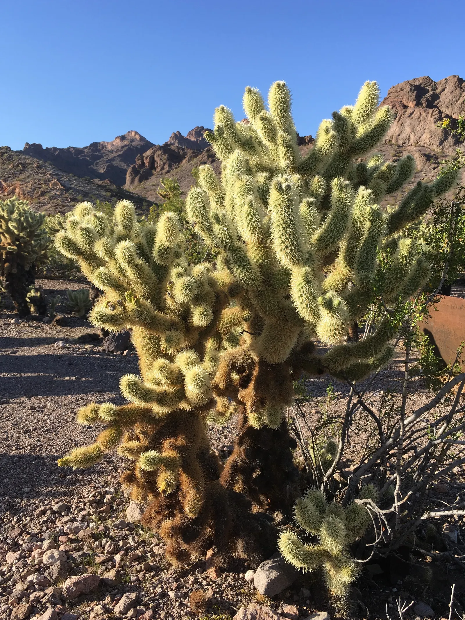 Teddy Bear Cholla (Cylindropuntia Bigelovii) — is a captivating specimen renowned for its distinctive