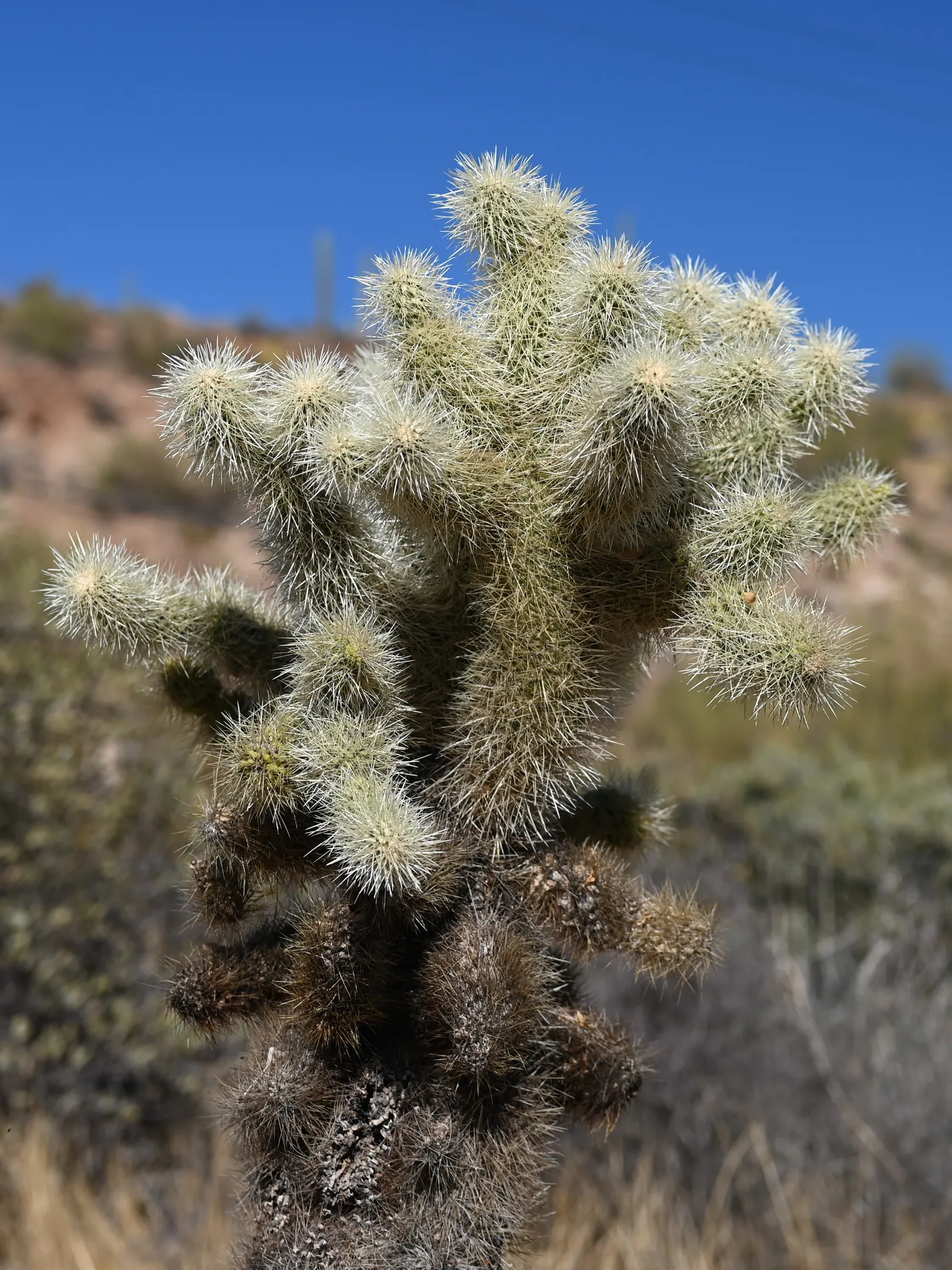 Teddy Bear Cholla (Cylindropuntia Bigelovii) — Caution: the spines are sharp and can attach to the skin; scientifically known as Cylindropuntia bigelovii