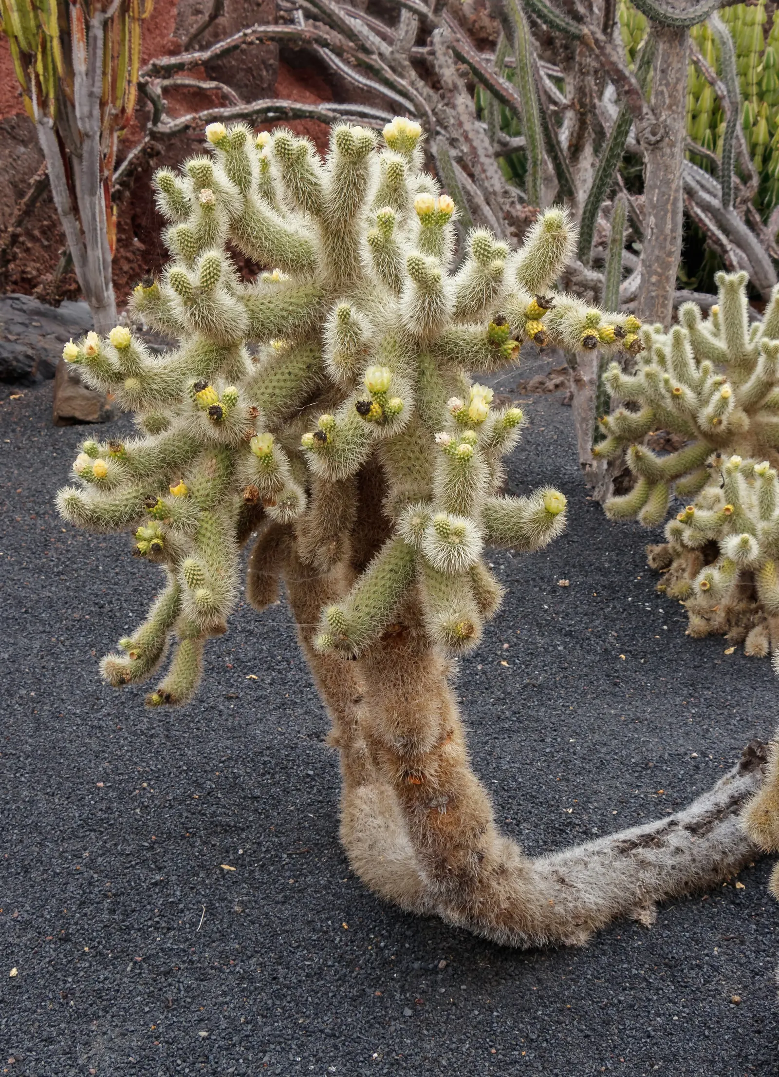 Teddy Bear Cholla (Cylindropuntia Bigelovii) — Its segmented joints easily detach, aiding in propagation; occasional deep watering is recommended.<br><br>From