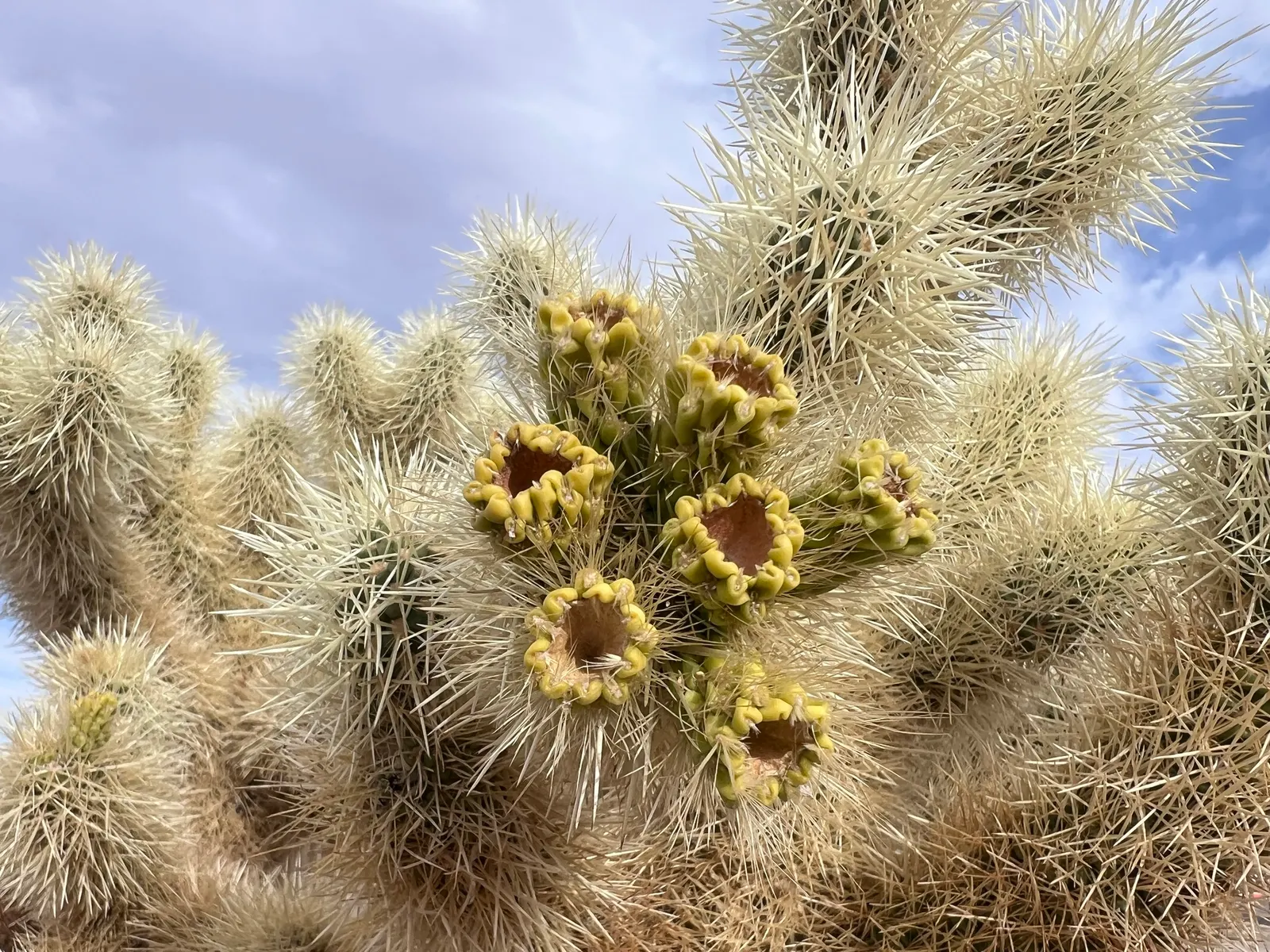 Teddy Bear Cholla (Cylindropuntia Bigelovii) — which resembles the soft fur of a teddy bear from a distance