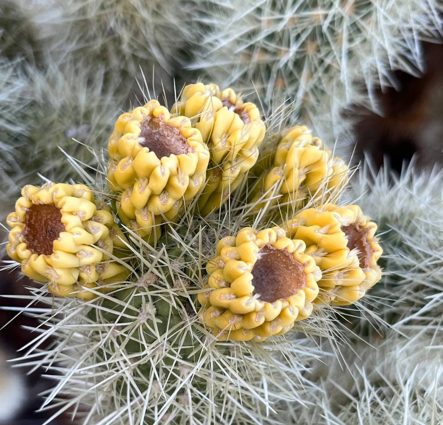 Teddy Bear Cholla (Cylindropuntia Bigelovii) — earning it the nickname "jumping cholla." Careful placement in the landscape is essential; which resembles the