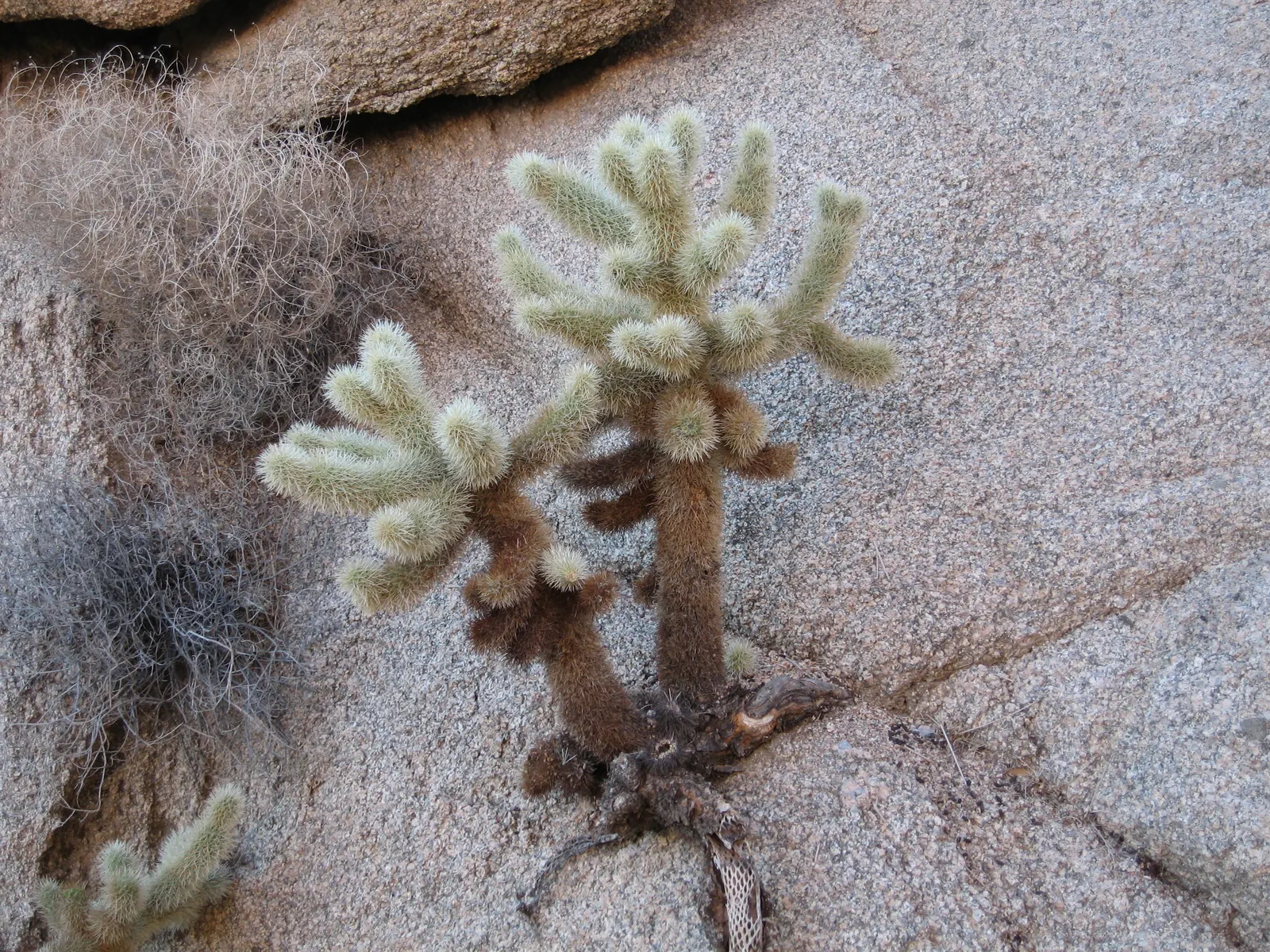 Teddy Bear Cholla (Cylindropuntia Bigelovii) — densely spined appearance; the Teddy Bear Cholla (Cylindropuntia bigelovii) is a distinctive cactus native to