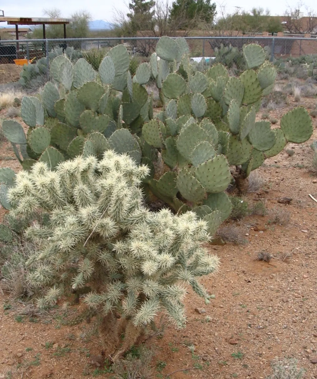 Teddy Bear Cholla (Cylindropuntia Bigelovii) — Preferring full sun and well-drained soil, it's an eye-catching, low-maintenance choice for, image 82