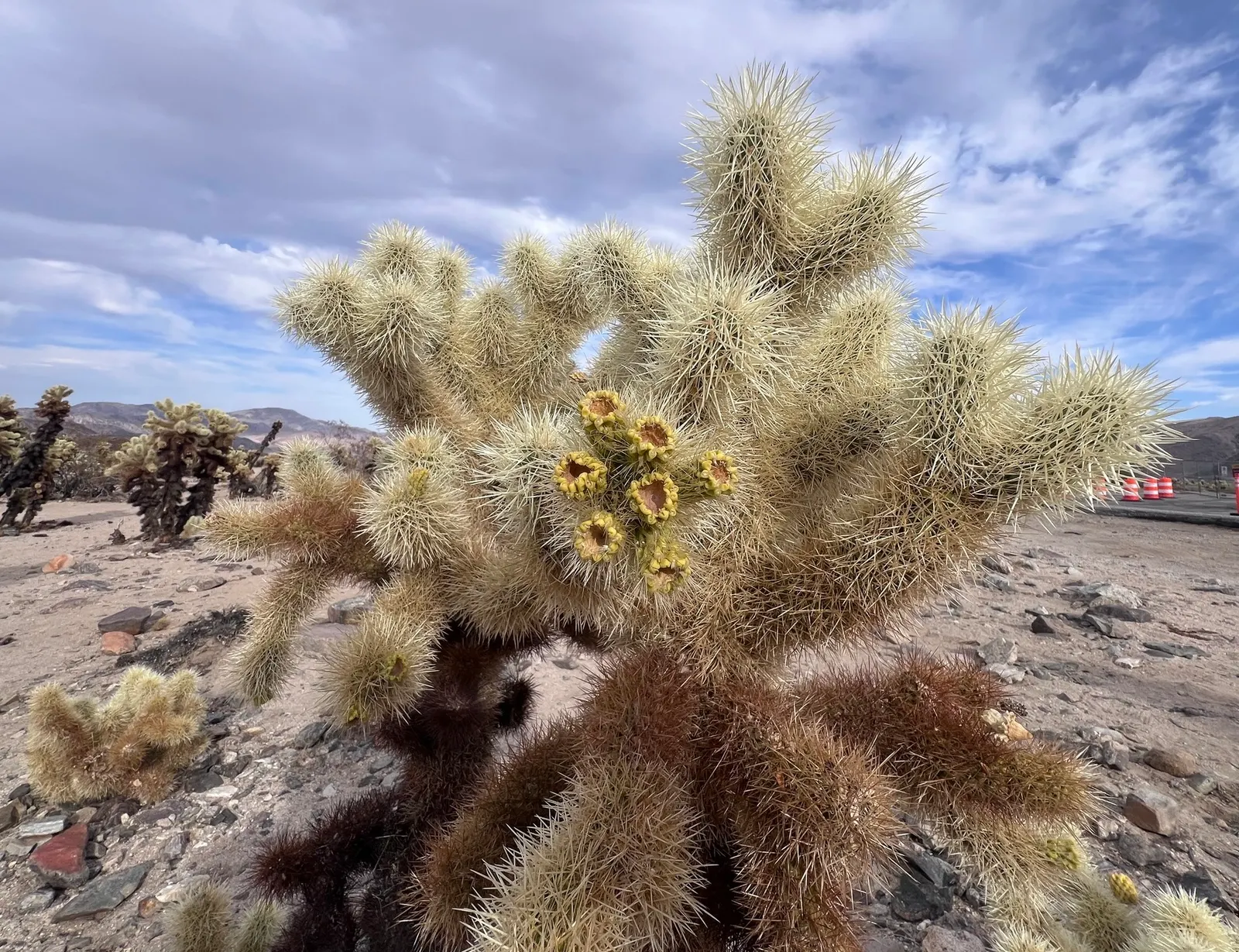 Teddy Bear Cholla (Cylindropuntia Bigelovii) — occasional deep watering is recommended.<br><br>From late spring to early summer; the plant sprouts, image 70