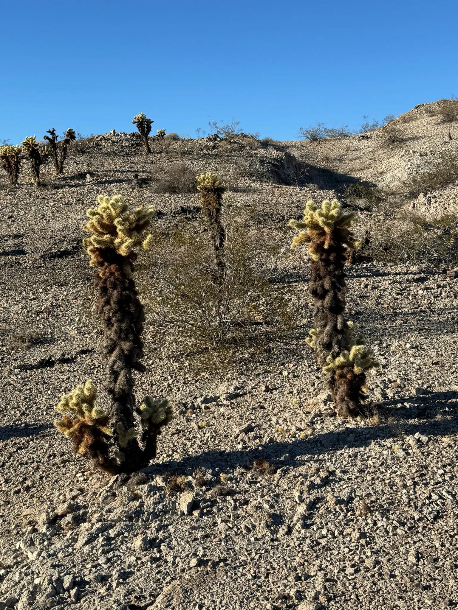 Teddy Bear Cholla (Cylindropuntia Bigelovii) — with spines that readily attach to passersby; this upright plant typically reaches 3-5 feet in height