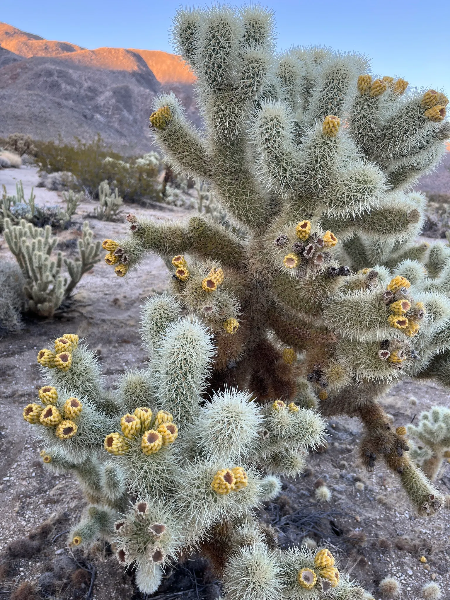 Teddy Bear Cholla (Cylindropuntia Bigelovii) — scientifically known as Cylindropuntia bigelovii