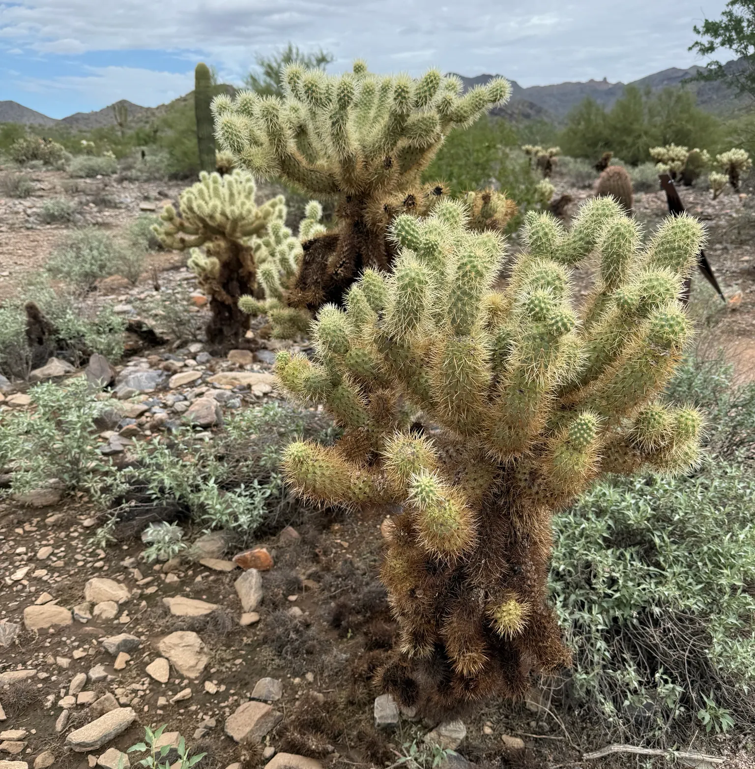 Teddy Bear Cholla (Cylindropuntia Bigelovii) — followed by knobby fruits that persist on the plant