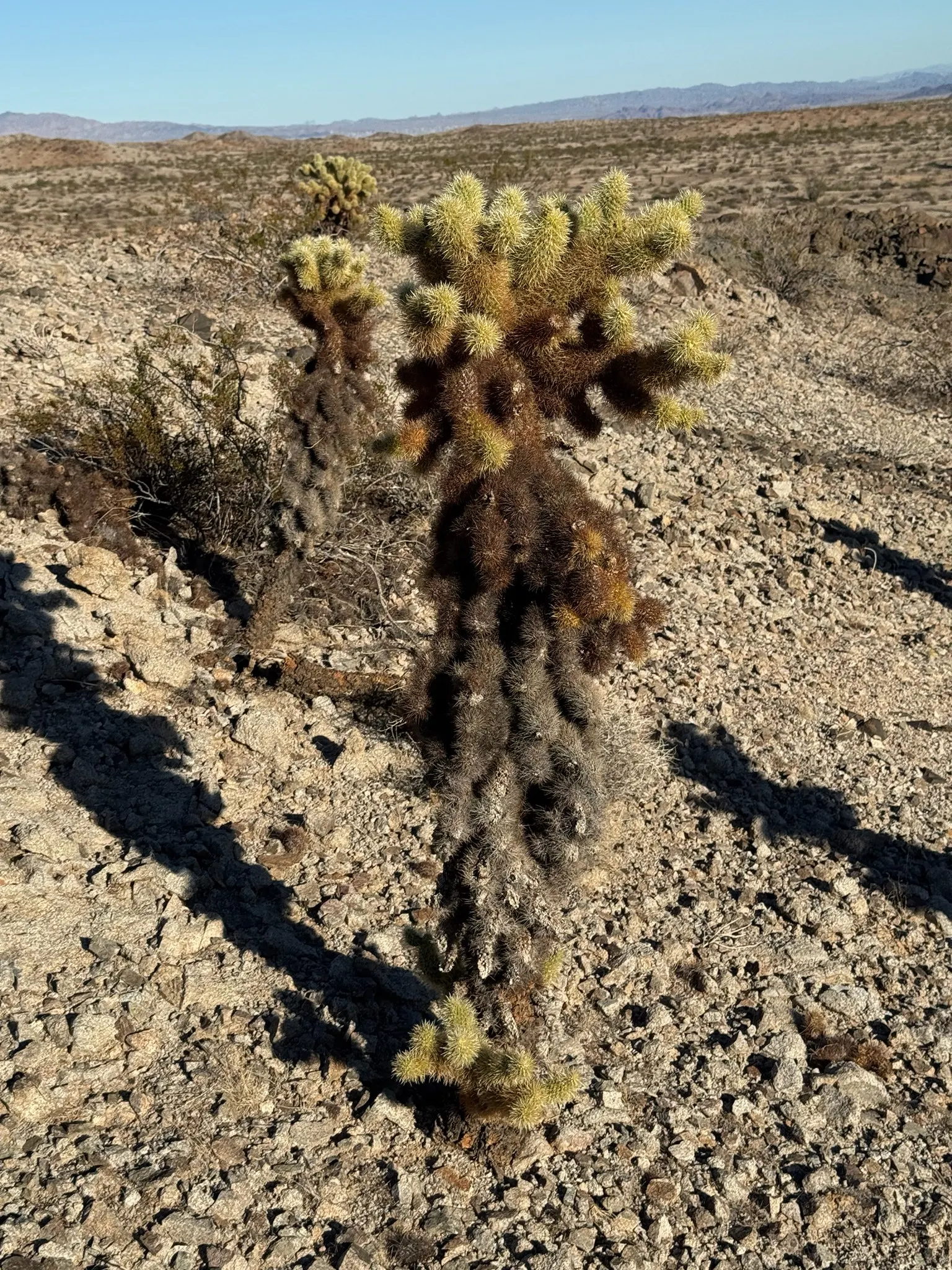 Teddy Bear Cholla (Cylindropuntia Bigelovii) — Its segmented joints easily detach, aiding in propagation; occasional deep watering is, image 81