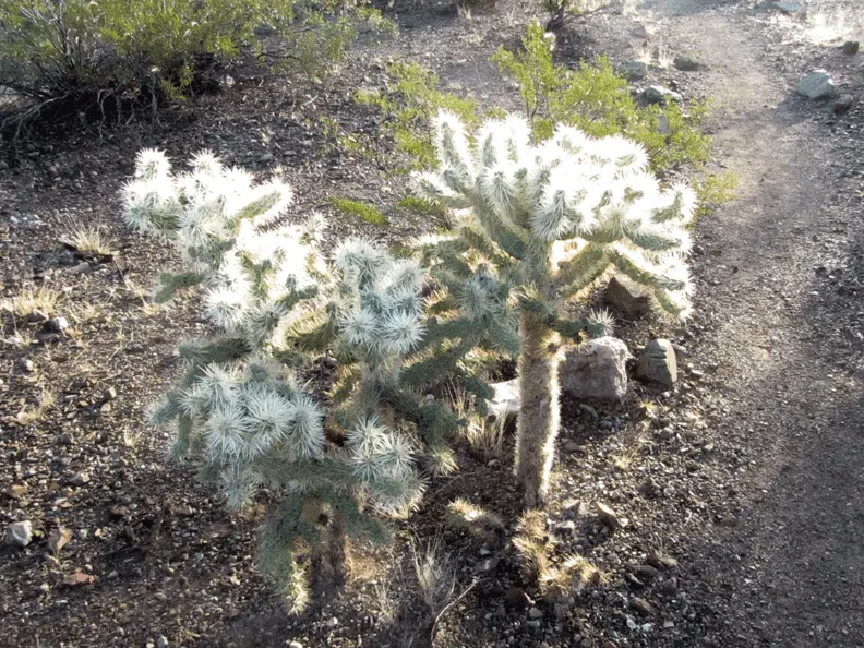 Teddy Bear Cholla (Cylindropuntia Bigelovii) — is a captivating specimen renowned for its distinctive; followed by knobby fruits that persist on, image 59