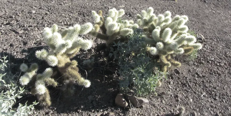 Teddy Bear Cholla (Cylindropuntia Bigelovii) — Native to the arid regions of the American Southwest
