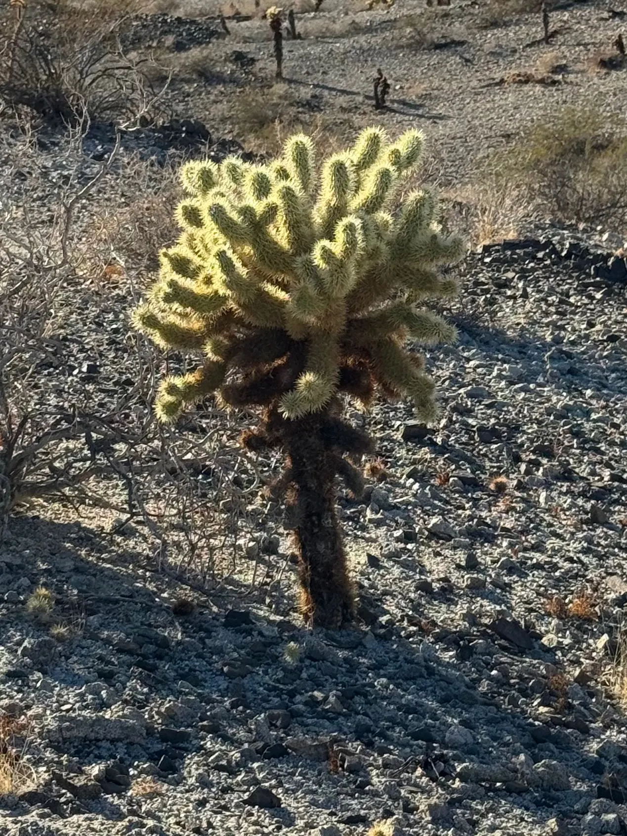Teddy Bear Cholla (Cylindropuntia Bigelovii) — it requires minimal maintenance and thrives in USDA hardiness zones 9 through 11; its segmented joints easily