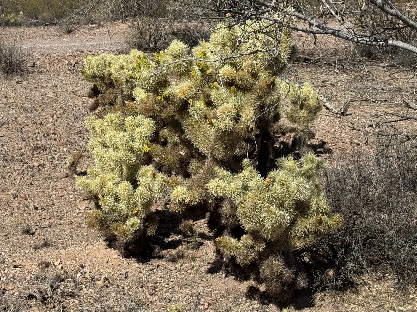 Teddy Bear Cholla (Cylindropuntia Bigelovii) — cactus for full
