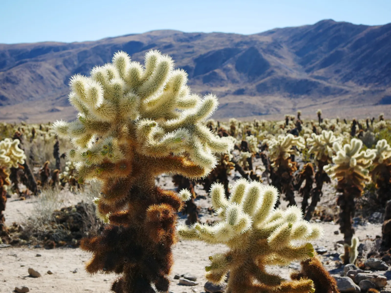 Teddy Bear Cholla (Cylindropuntia Bigelovii) — with spines that readily attach to passersby