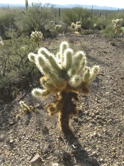 Teddy Bear Cholla (Cylindropuntia Bigelovii) — it requires minimal maintenance and thrives in USDA hardiness zones 9 through 11; its segmented, image 64