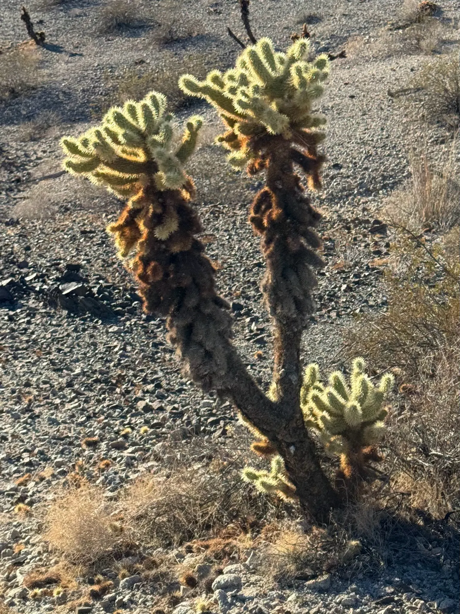 Teddy Bear Cholla (Cylindropuntia Bigelovii) — Native to the arid regions of the American Southwest; per its drought-tolerant nature, image 62