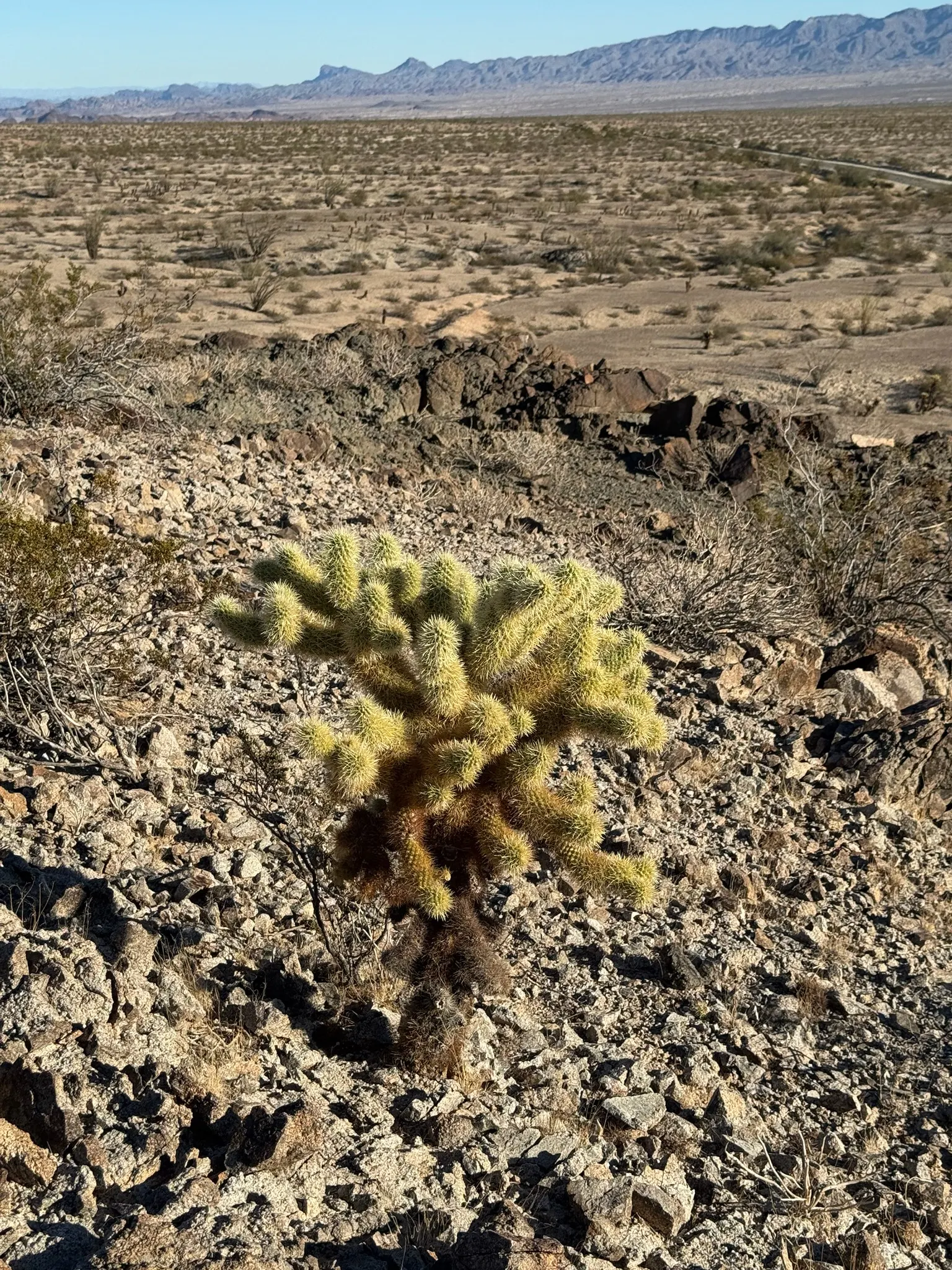 Teddy Bear Cholla (Cylindropuntia Bigelovii) — Preferring full sun and well-drained soil, it's an eye-catching, low-maintenance choice for, image 56