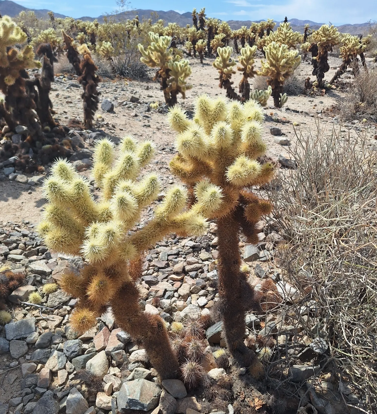 Teddy Bear Cholla (Cylindropuntia Bigelovii) — Although visually inviting; as it demands well-draining soil and full sun exposure to mimic its desert habitat