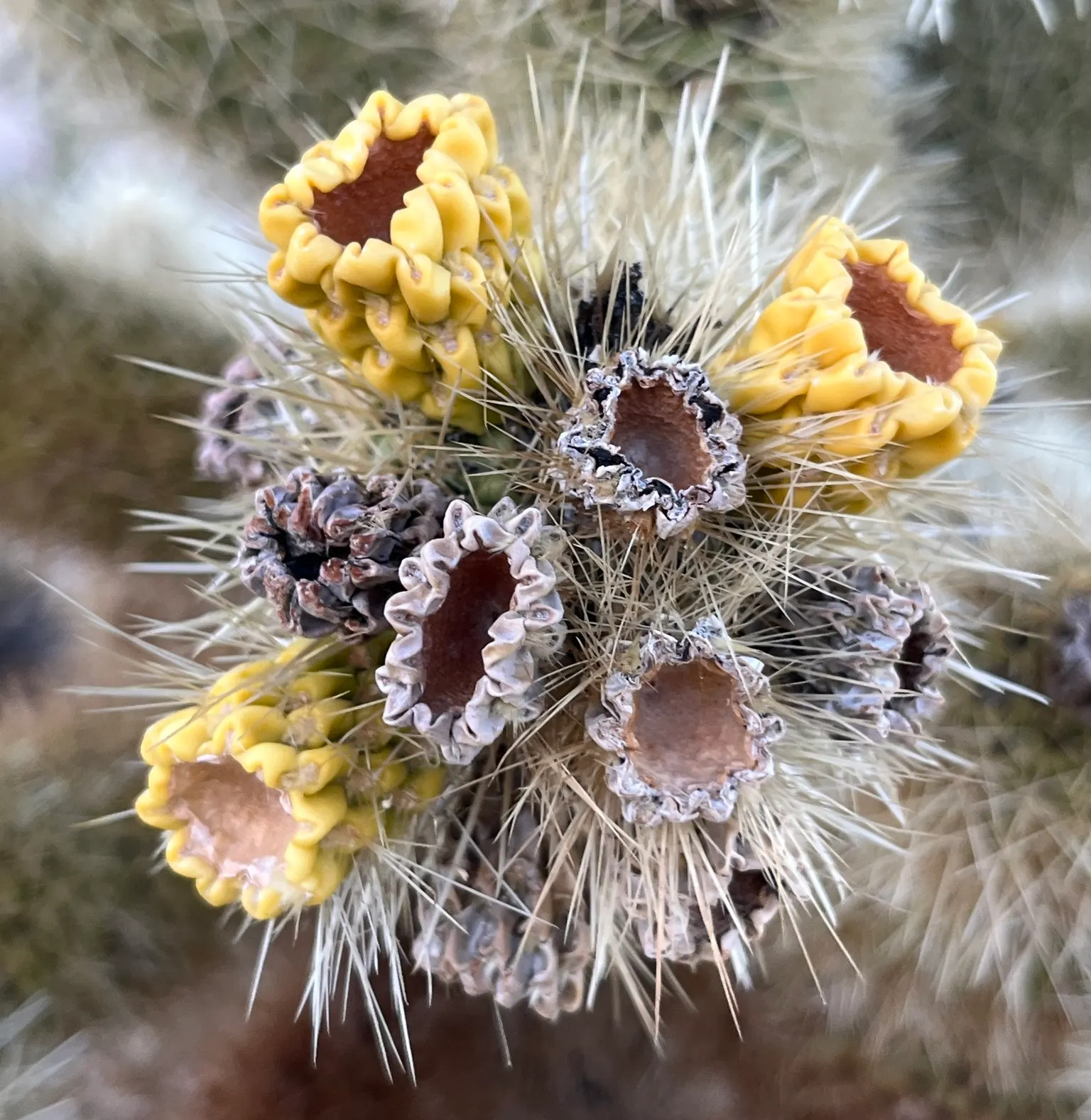 Teddy Bear Cholla (Cylindropuntia Bigelovii) — Although visually inviting