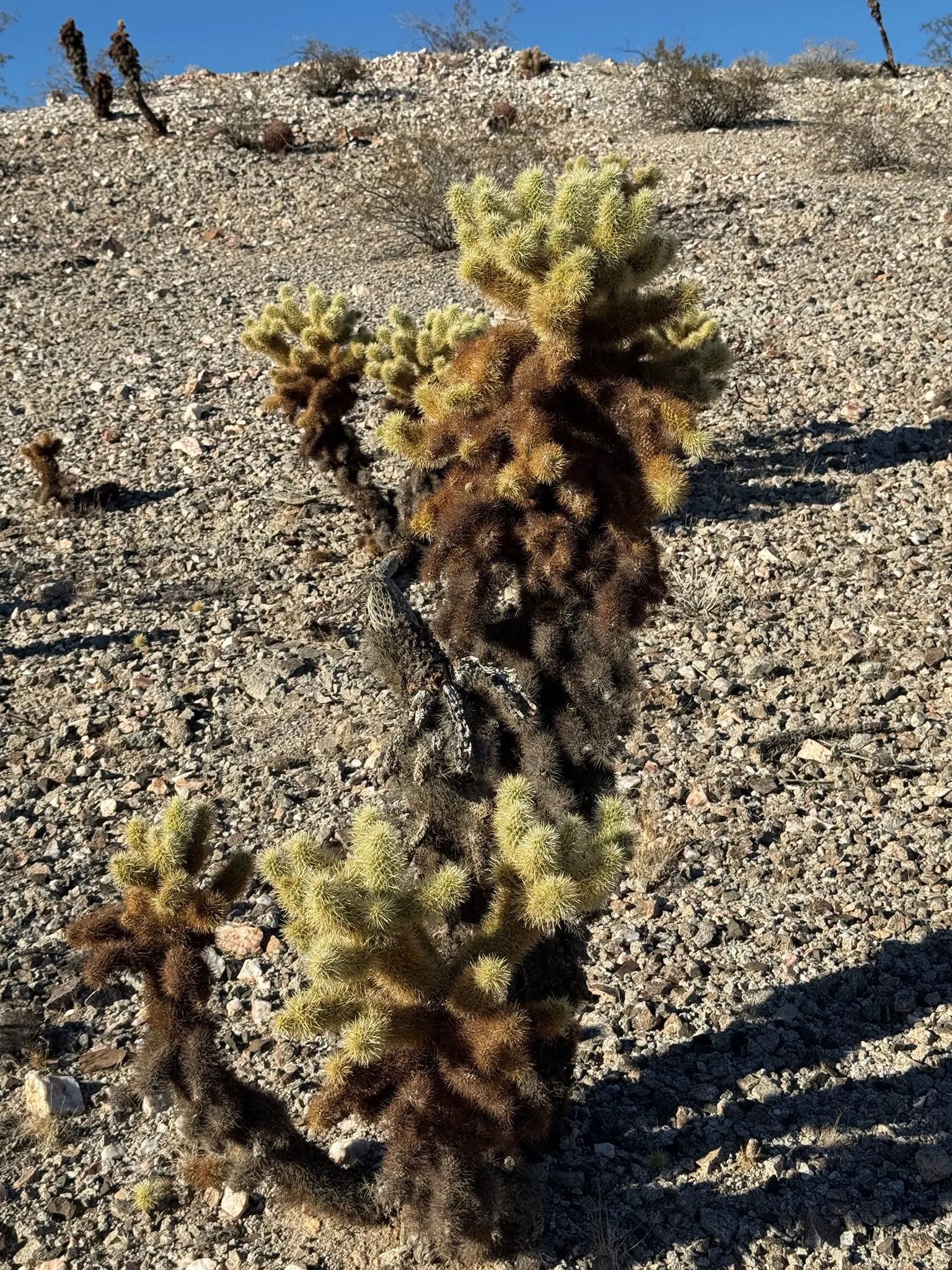 Teddy Bear Cholla (Cylindropuntia Bigelovii) — Per its drought-tolerant nature; earning it the nickname "jumping cholla." Careful placement in the landscape is