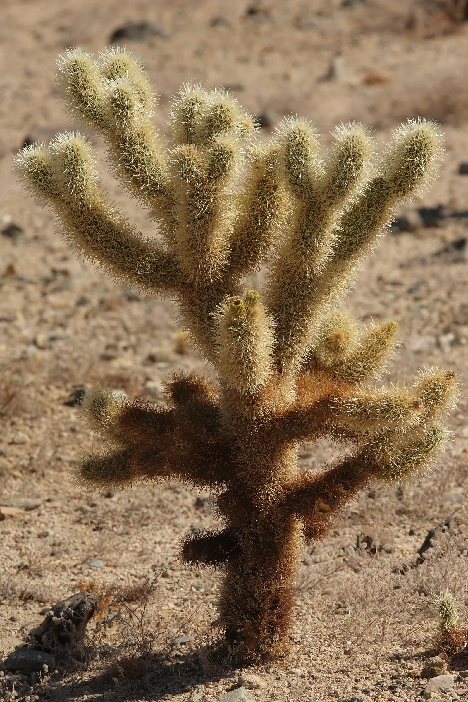 Teddy Bear Cholla (Cylindropuntia Bigelovii) — This upright plant typically reaches 3-5 feet in height; which can grow up to 5 feet tall and spread up to 3