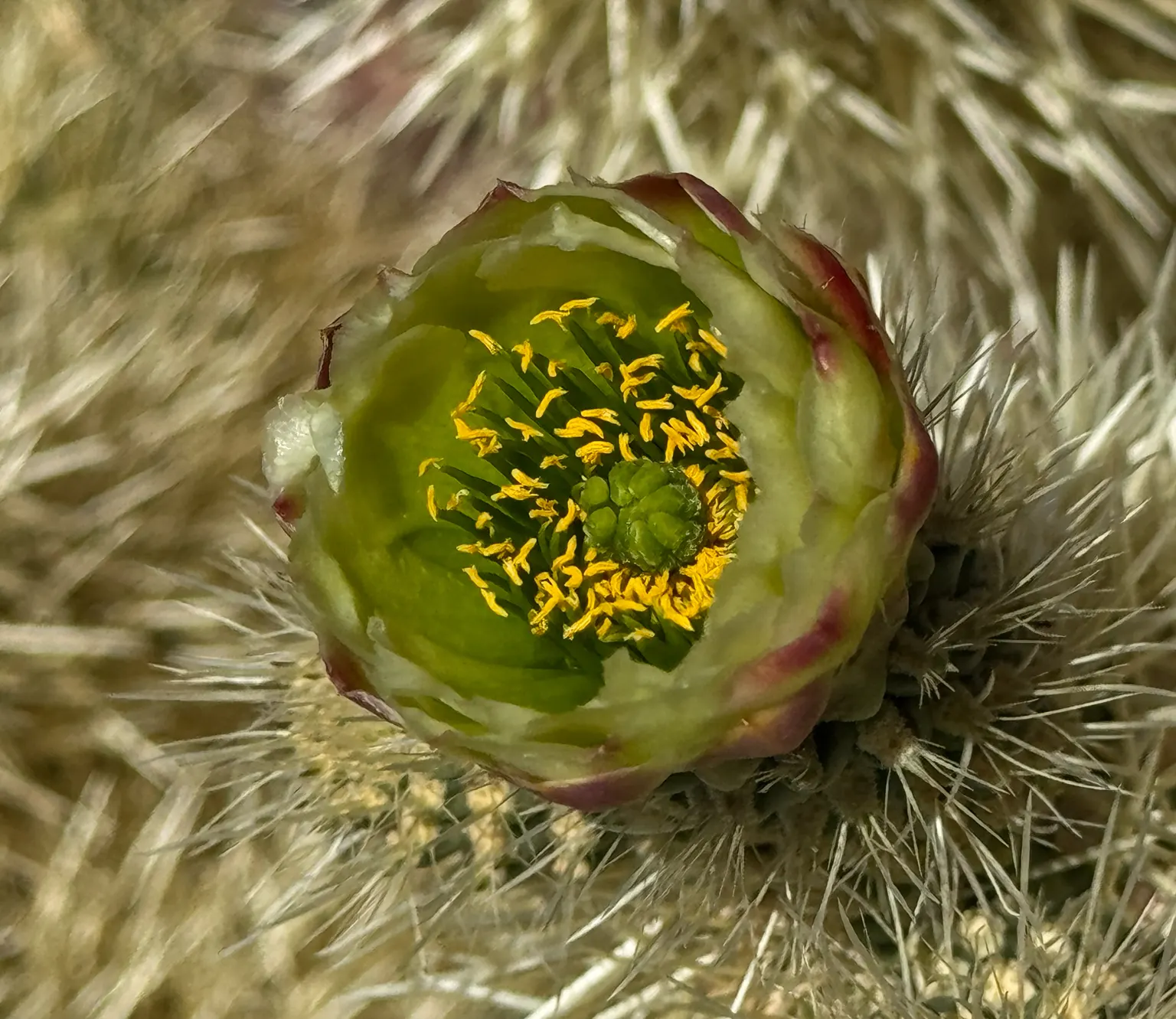 Teddy Bear Cholla (Cylindropuntia Bigelovii) — which resembles the soft fur of a teddy bear from a distance; densely spined appearance, image 61
