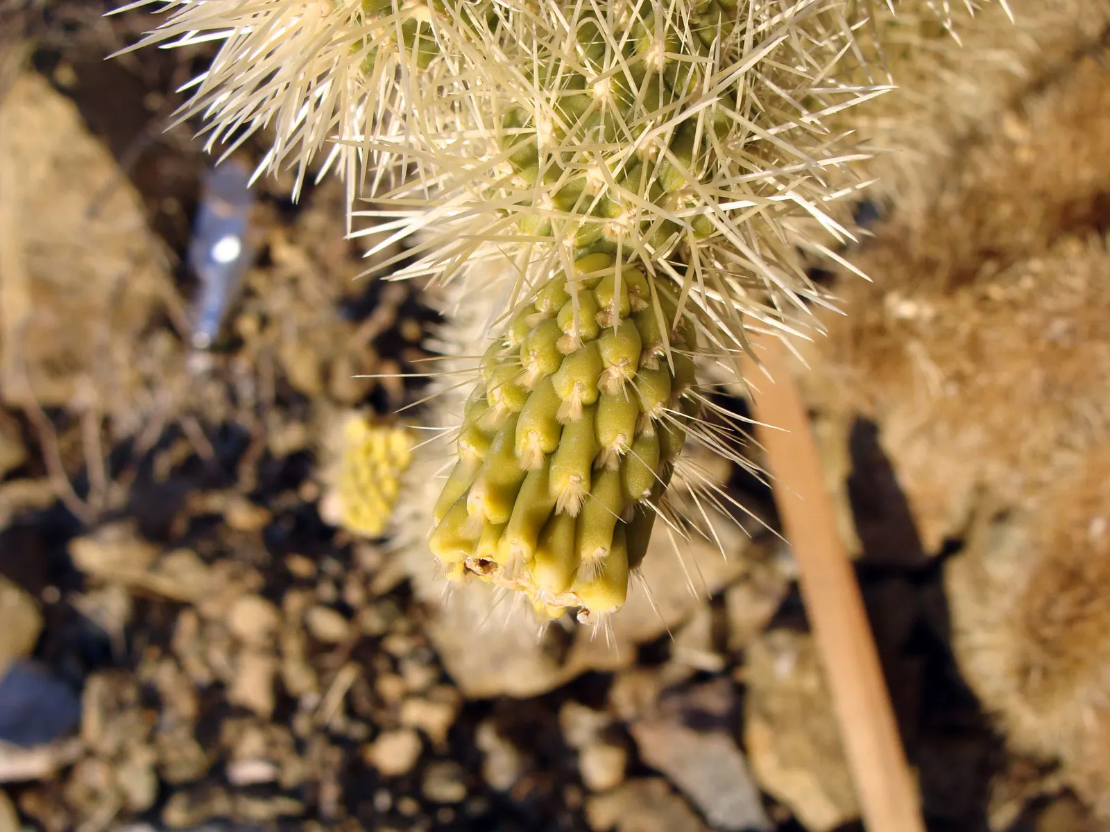 Teddy Bear Cholla (Cylindropuntia Bigelovii) — as it demands well-draining soil and full sun exposure to mimic its desert habitat