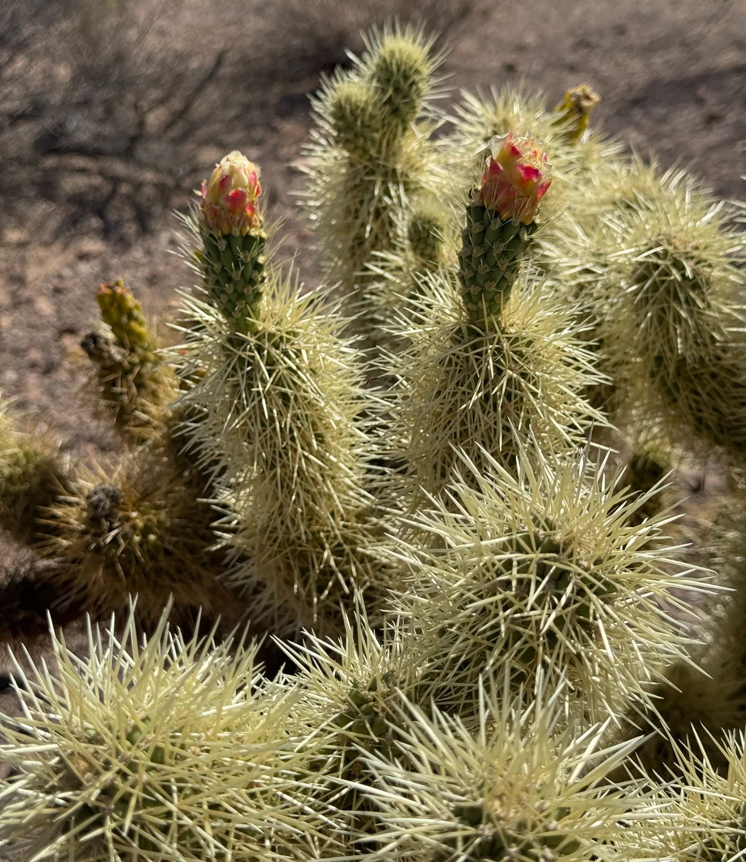 Teddy Bear Cholla (Cylindropuntia Bigelovii) — The Teddy Bear Cholla is best suited for xeriscapes or low-water-use gardens