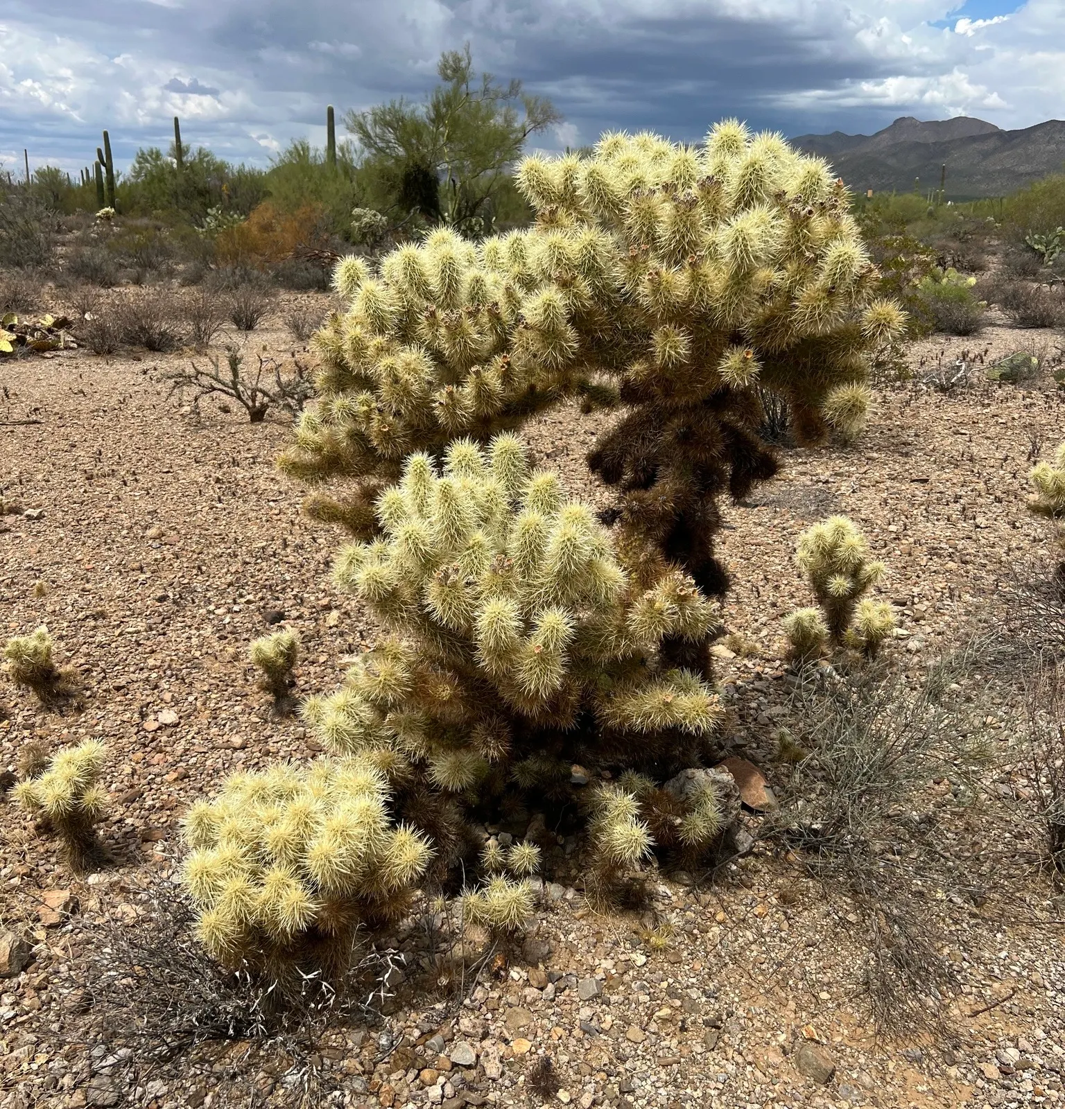 Teddy Bear Cholla (Cylindropuntia Bigelovii) — but during prolonged dry spells; it requires minimal maintenance and thrives in USDA hardiness zones, image 69
