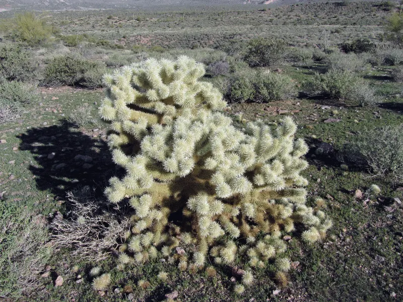 Teddy Bear Cholla (Cylindropuntia Bigelovii) — Although visually inviting; as it demands well-draining soil and full sun exposure to mimic its, image 73