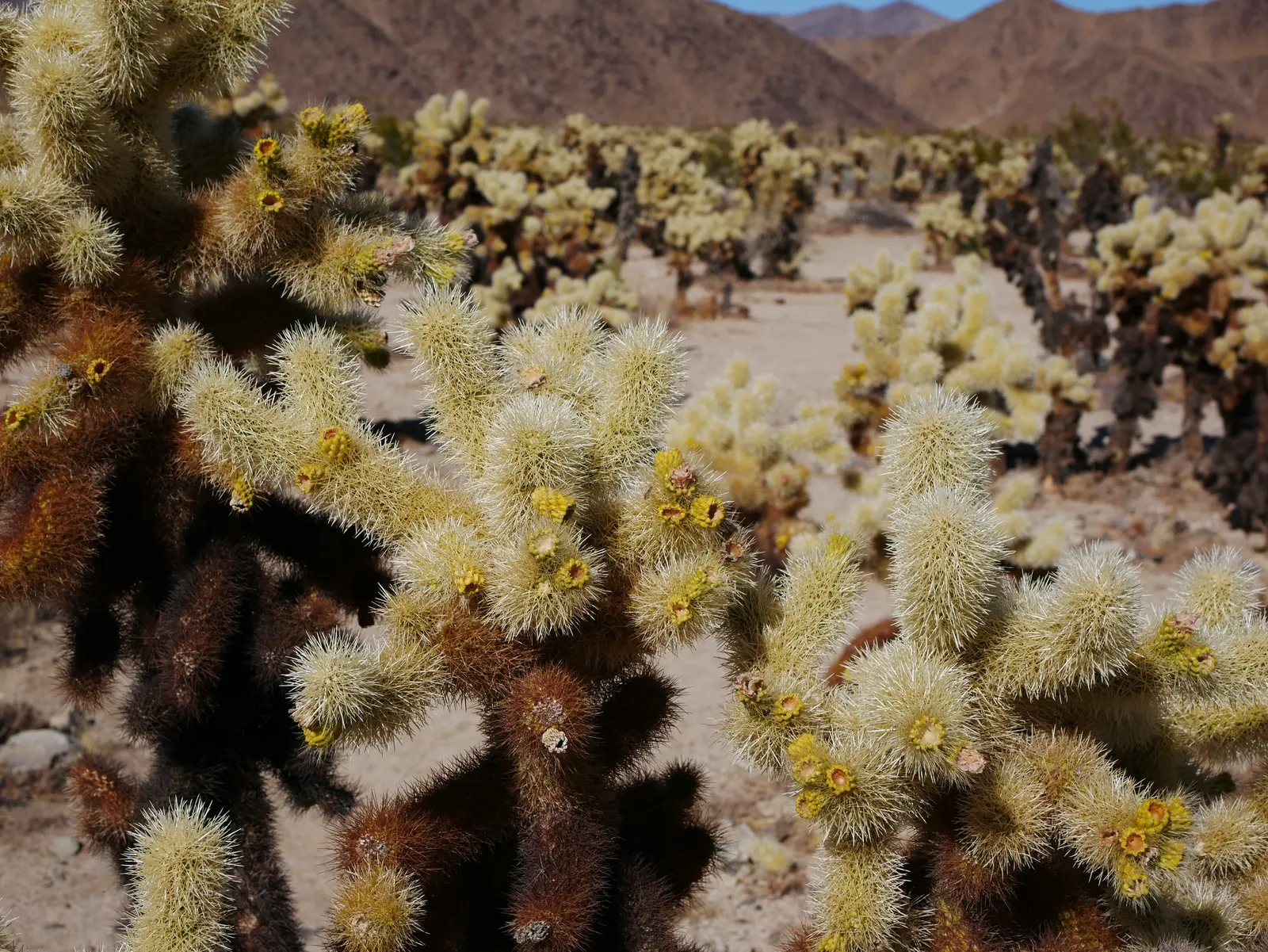 Teddy Bear Cholla (Cylindropuntia Bigelovii) — which can grow up to 5 feet tall and spread up to 3 feet wide.<br><br>A slow-growing succulent; it is important