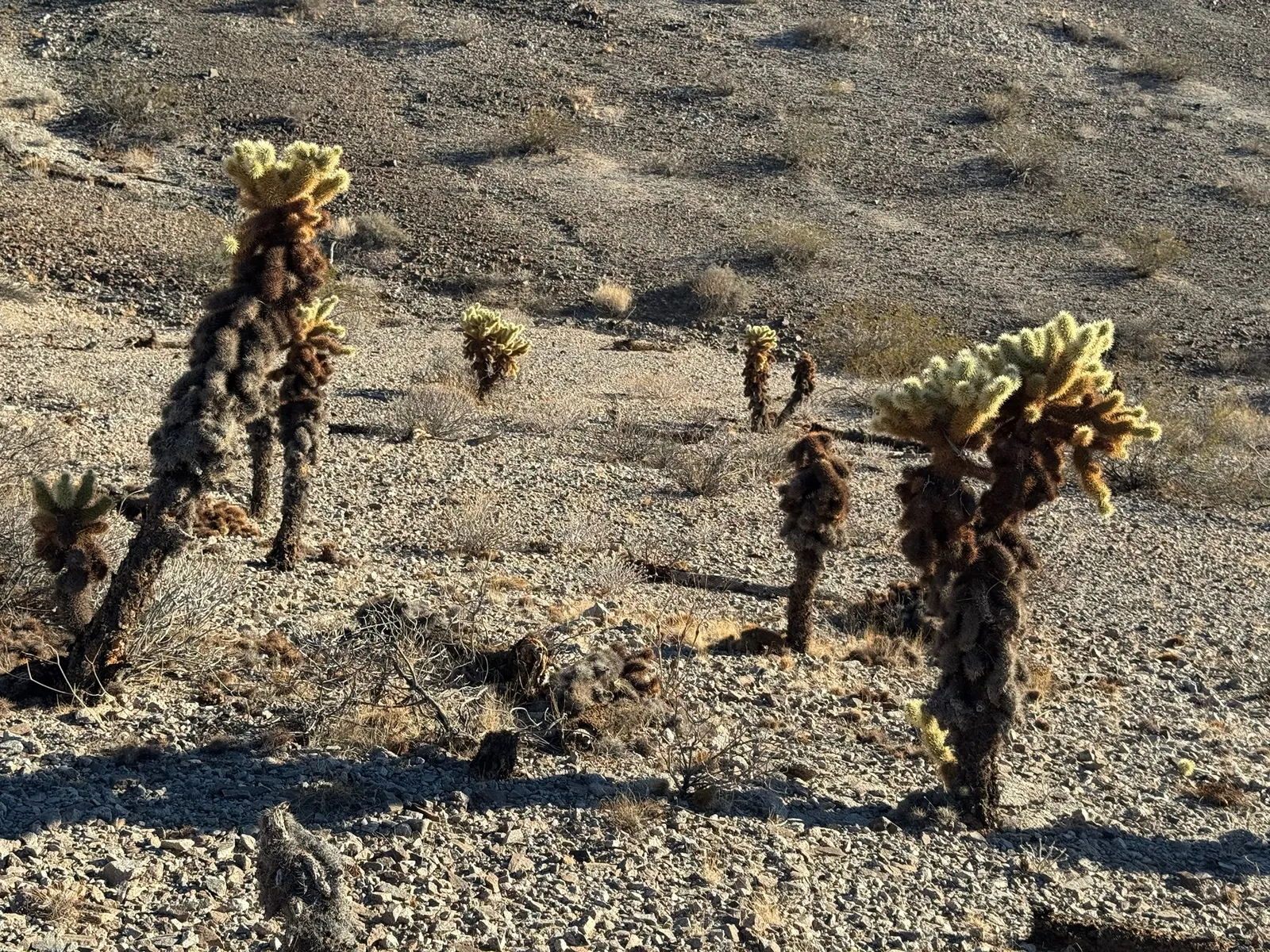 Teddy Bear Cholla (Cylindropuntia Bigelovii) — which can grow up to 5 feet tall and spread up to 3 feet wide.<br><br>A slow-growing succulent; it, image 63