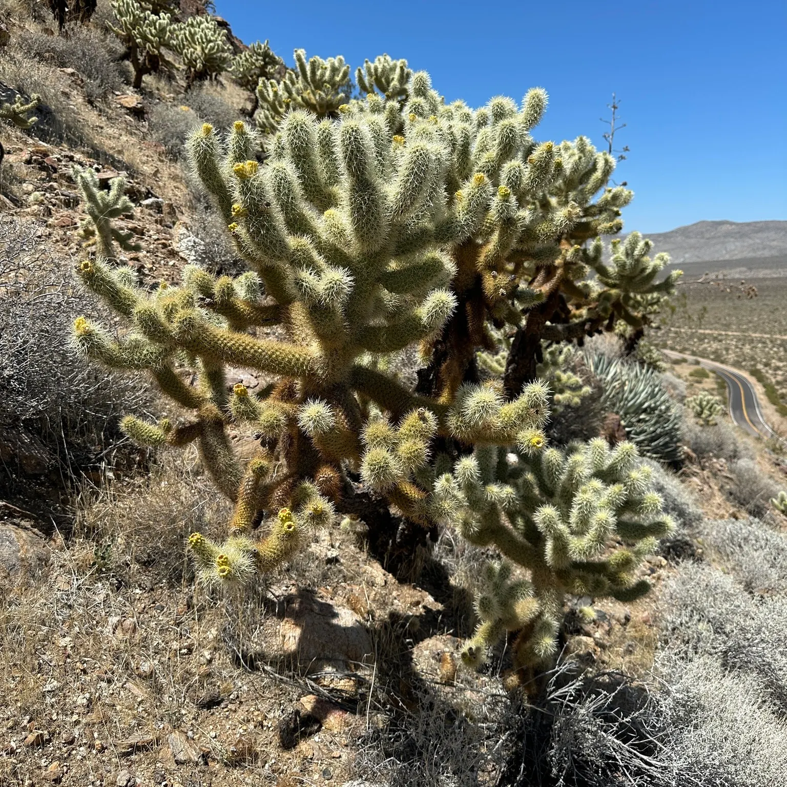Teddy Bear Cholla (Cylindropuntia Bigelovii) — the plant sprouts greenish-yellow flowers