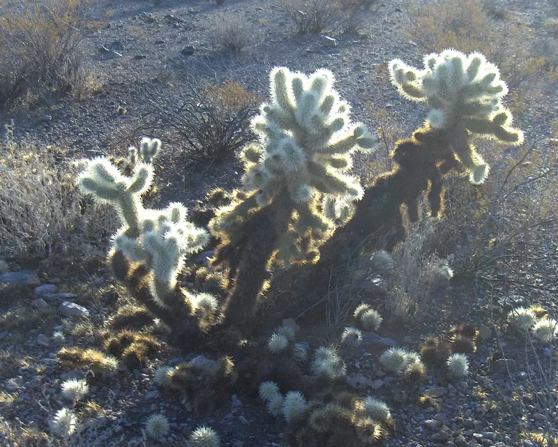 Teddy Bear Cholla (Cylindropuntia Bigelovii) — ideally in areas away from high-traffic zones to avoid unwanted contact; it can sustain on rainfall alone after