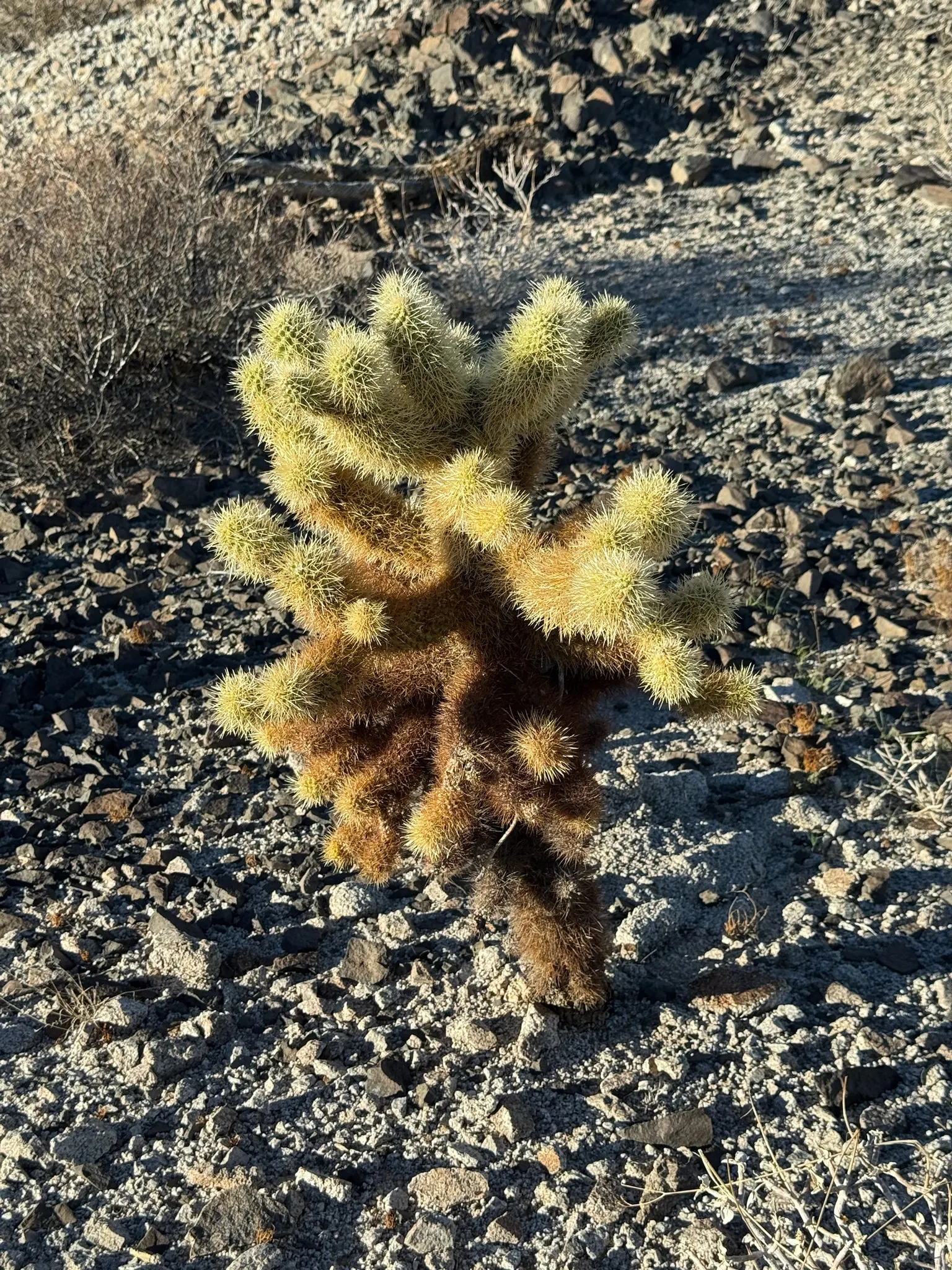 Teddy Bear Cholla (Cylindropuntia Bigelovii) — Caution: the spines are sharp and can attach to the skin