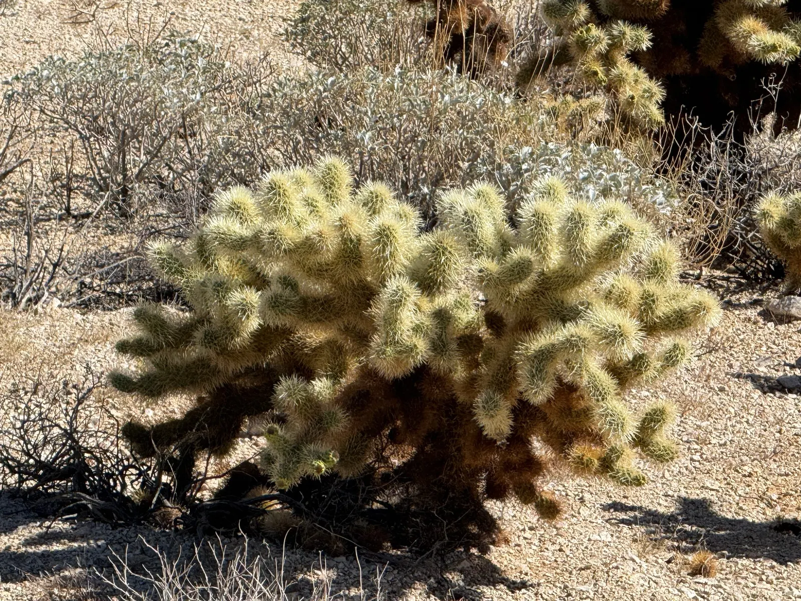 Teddy Bear Cholla (Cylindropuntia Bigelovii) — Per its drought-tolerant nature