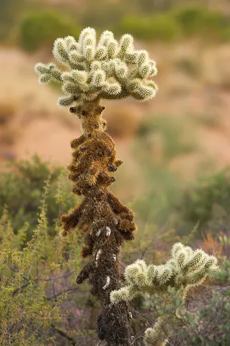 Teddy Bear Cholla (Cylindropuntia Bigelovii) — The Teddy Bear Cholla (Cylindropuntia bigelovii) is a distinctive cactus native to the Southwest