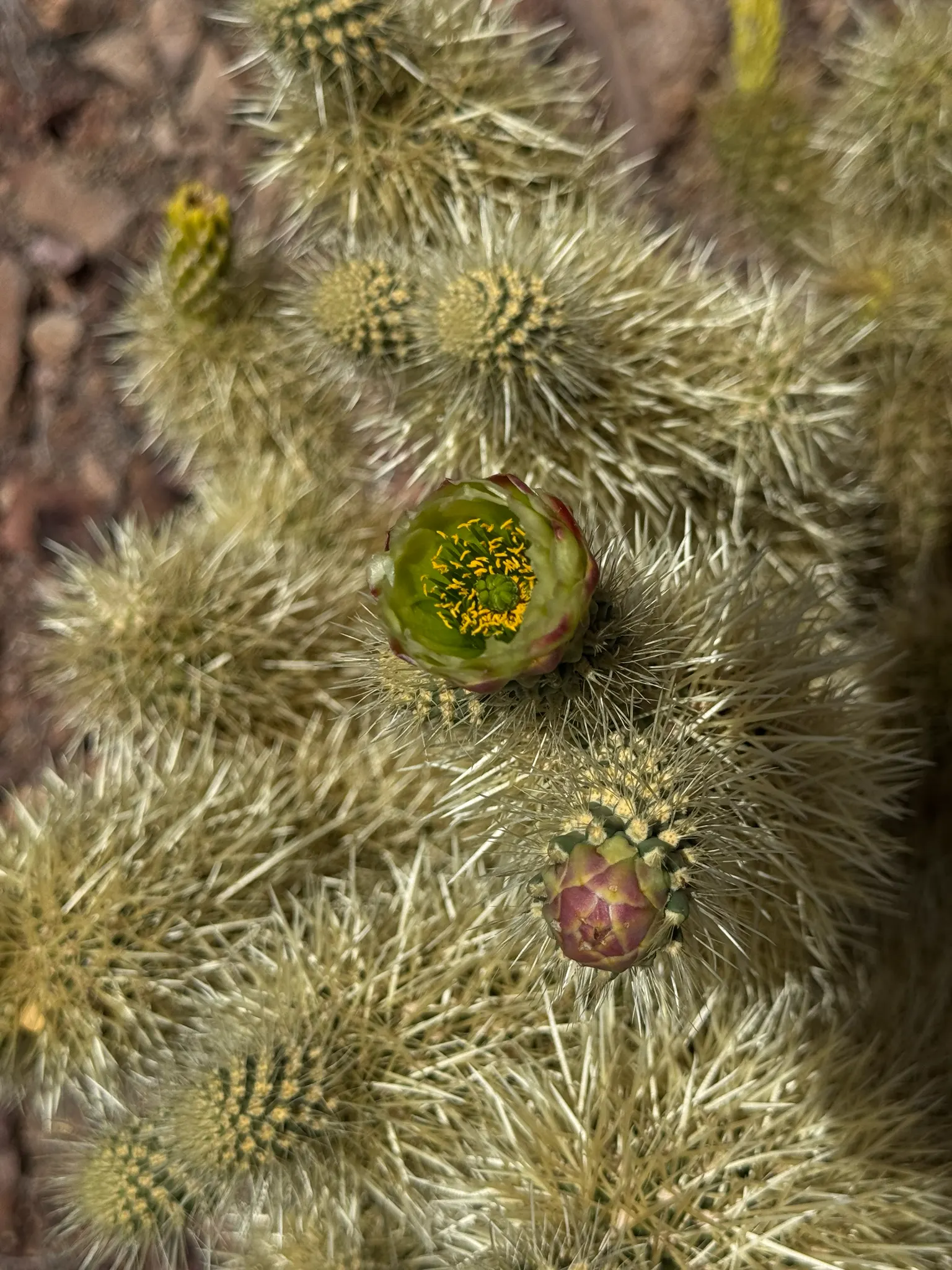 Teddy Bear Cholla (Cylindropuntia Bigelovii) — it is important to note that the stems are fragile and detach easily; although visually inviting, image 74