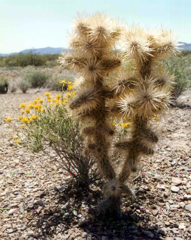 Teddy Bear Cholla (Cylindropuntia Bigelovii) — scientifically known as Cylindropuntia bigelovii; the Teddy Bear Cholla is best suited for xeriscapes or