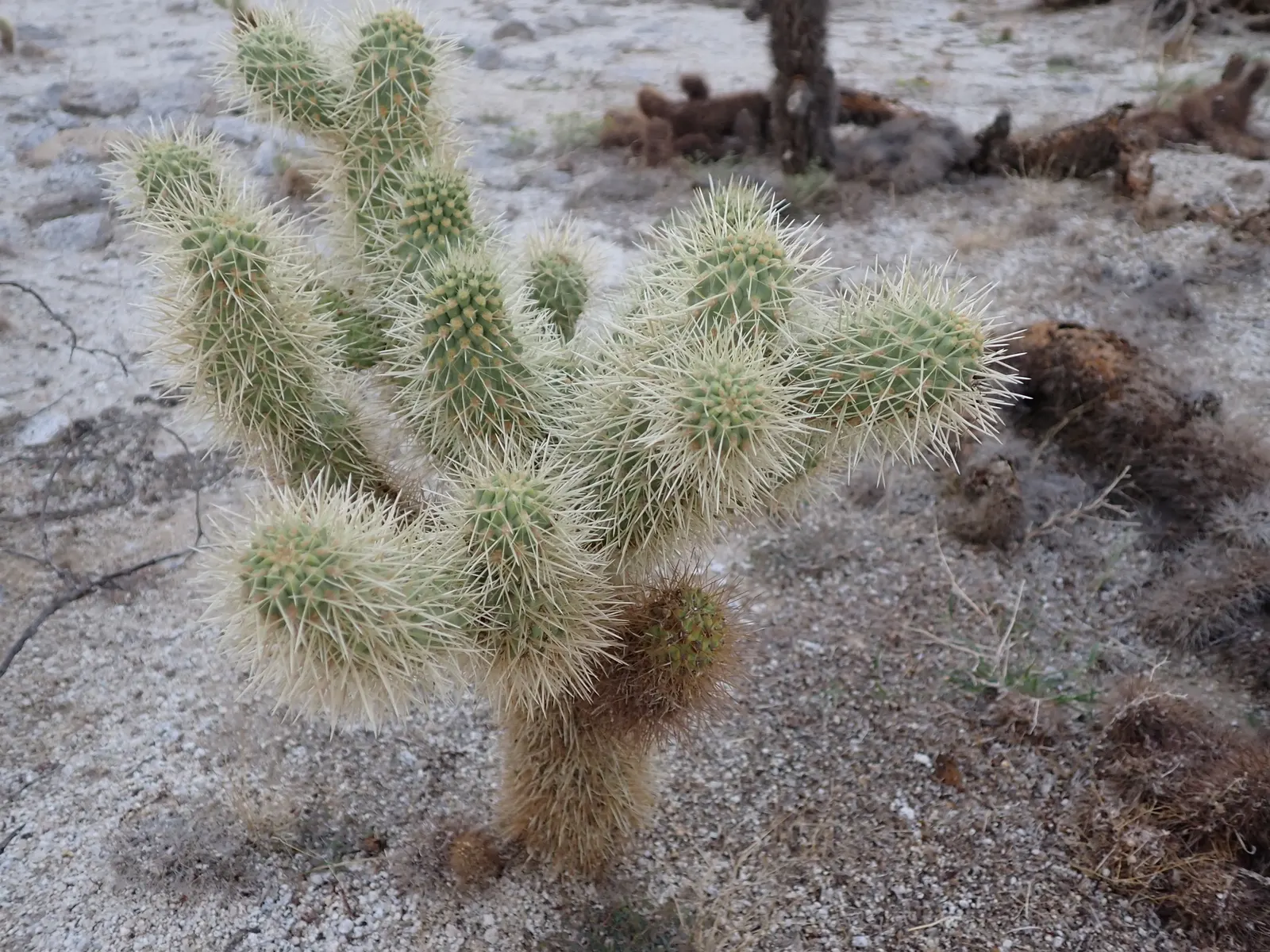 Teddy Bear Cholla (Cylindropuntia Bigelovii) — with spines that readily attach to passersby; this upright plant typically reaches 3-5 feet in height, image 75