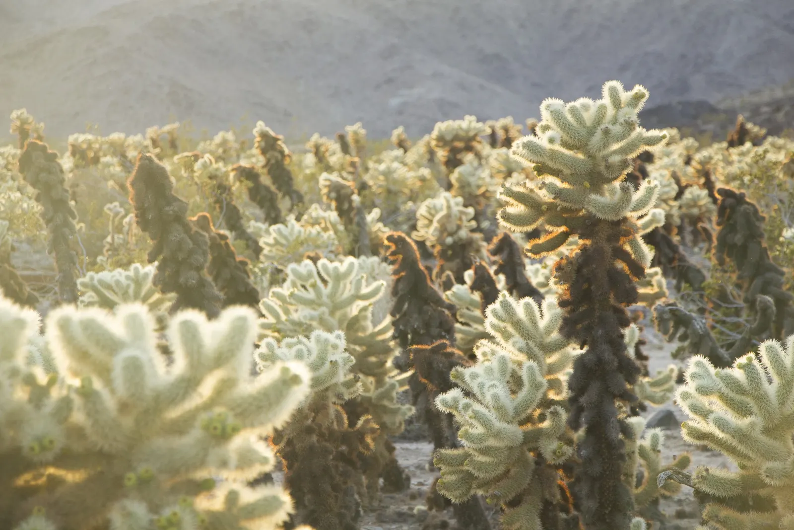 Teddy Bear Cholla (Cylindropuntia Bigelovii) — occasional deep watering is recommended.<br><br>From late spring to early summer; the plant sprouts