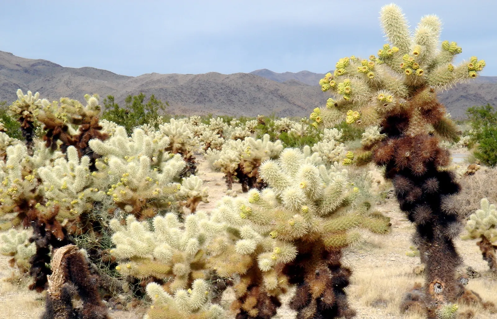 Teddy Bear Cholla (Cylindropuntia Bigelovii) — the plant sprouts greenish-yellow flowers; cactus for full
