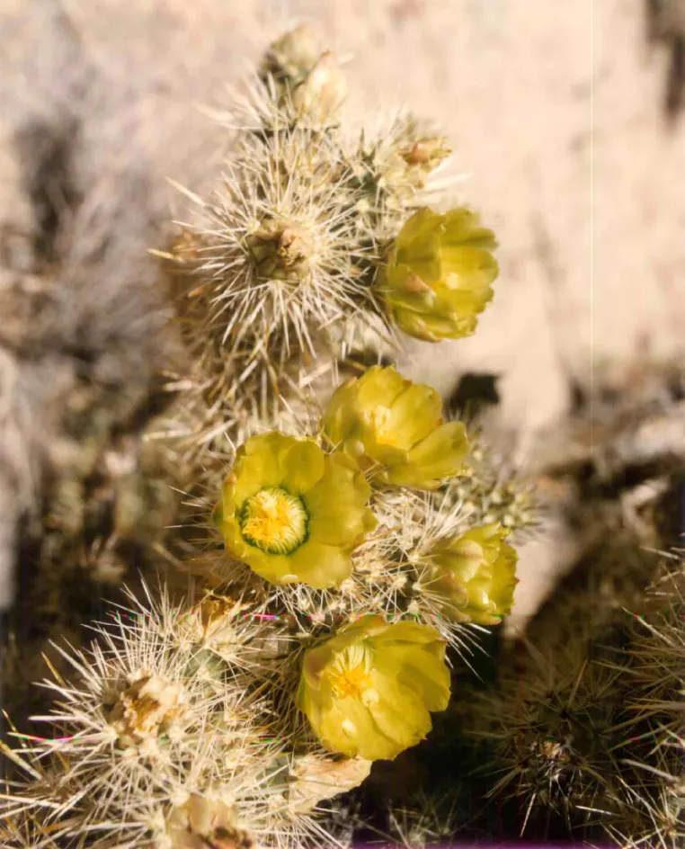 Teddy Bear Cholla (Cylindropuntia Bigelovii) — ideally in areas away from high-traffic zones to avoid unwanted contact