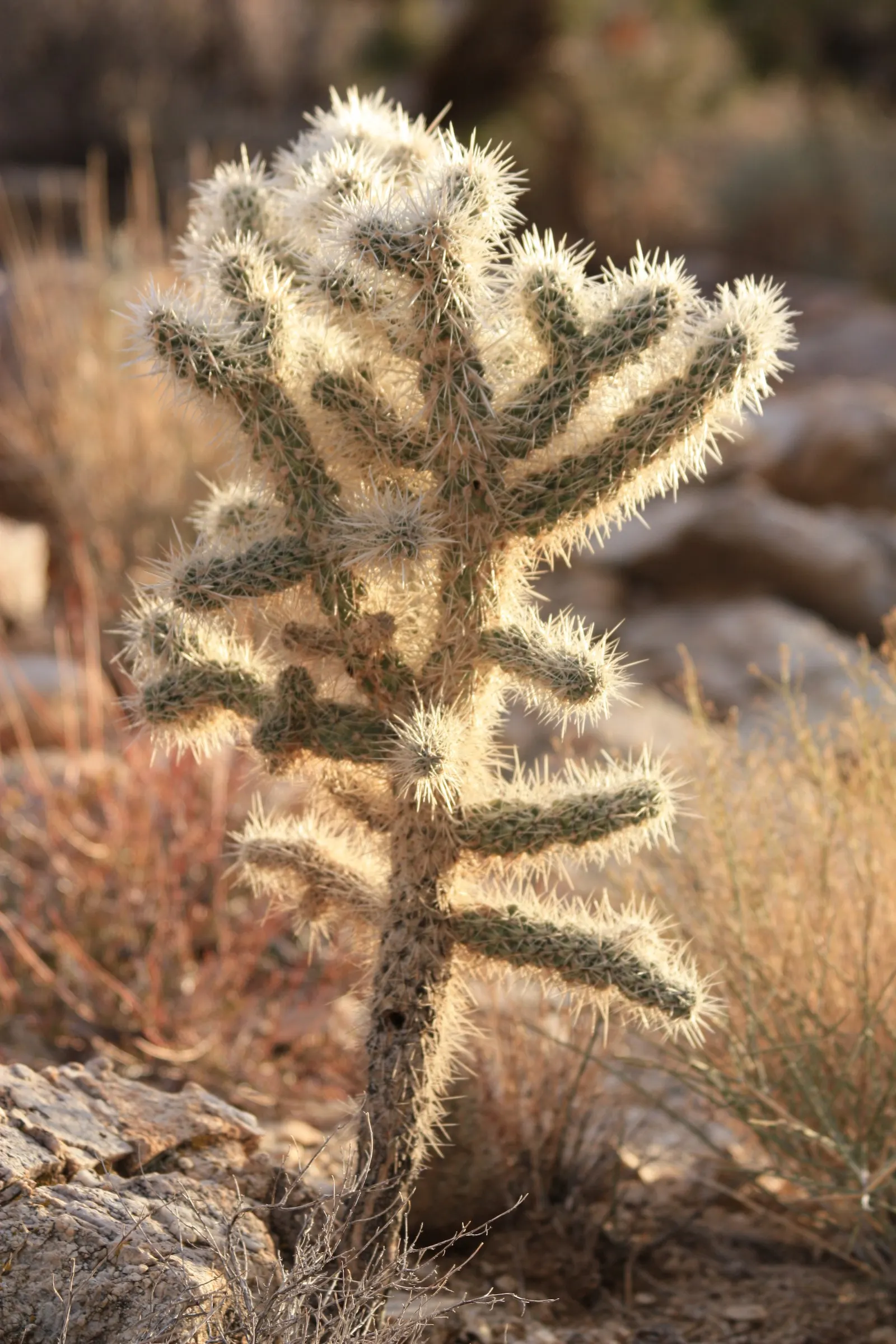 Teddy Bear Cholla (Cylindropuntia Bigelovii) — Its segmented joints easily detach, aiding in propagation; occasional deep watering is, image 55
