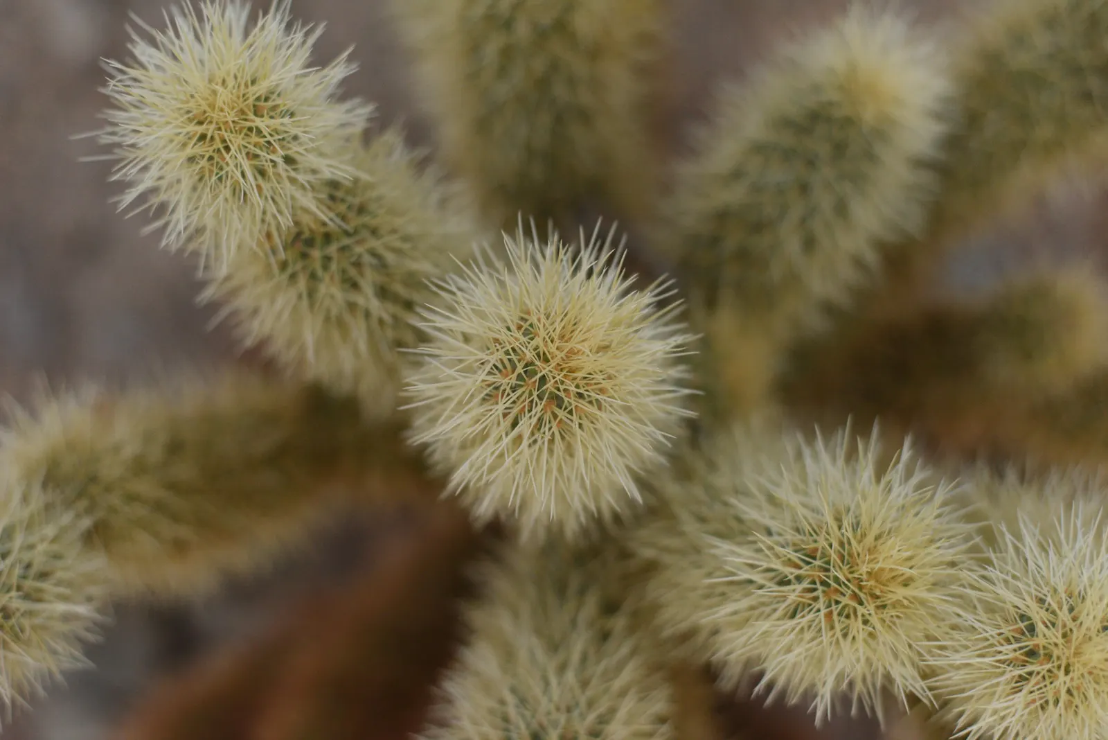 Teddy Bear Cholla (Cylindropuntia Bigelovii) — it can sustain on rainfall alone after established; caution: the spines are sharp and can attach to the skin